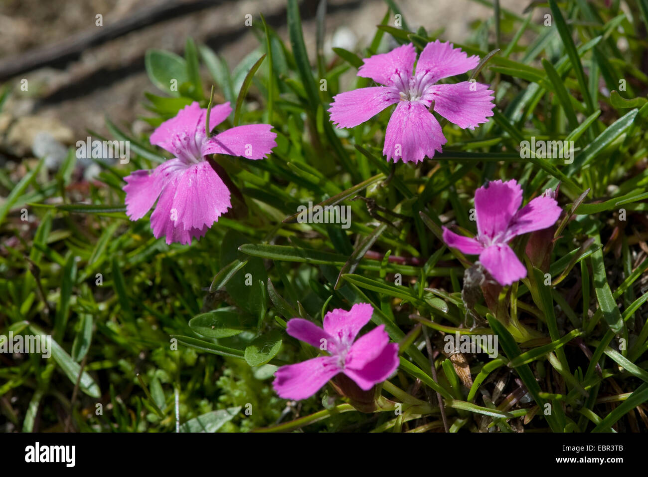 Glacier Pink (Dianthus glacialis), flowers, Switzerland, Schynige Platte Stock Photo
