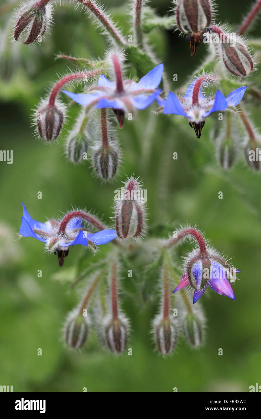 common borage (Borago officinalis), inflorescence Stock Photo - Alamy