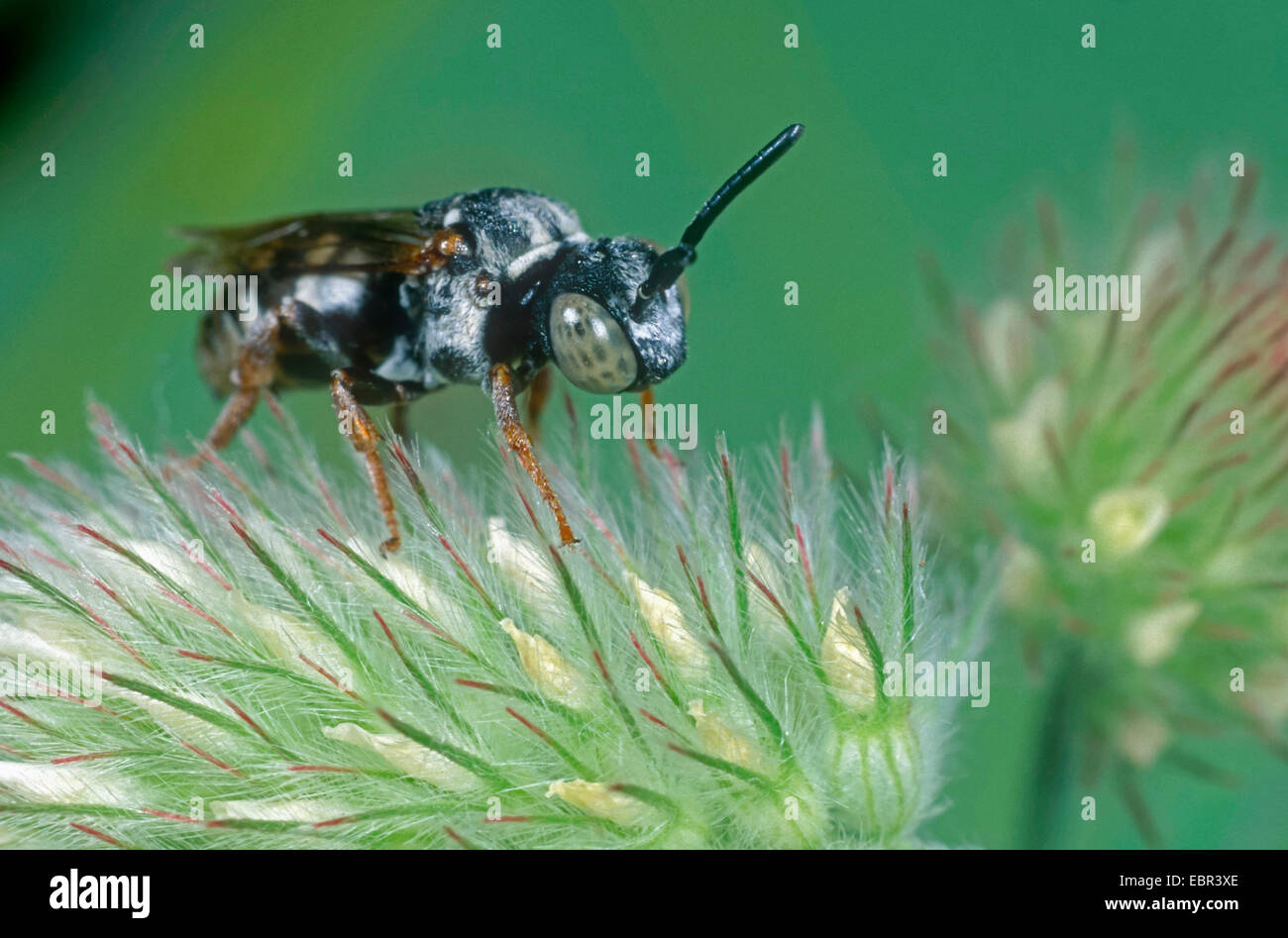 Epeolus cruciger (Epeolus cruciger), on haresfoot clover (Trifolium arvense), Germany Stock Photo