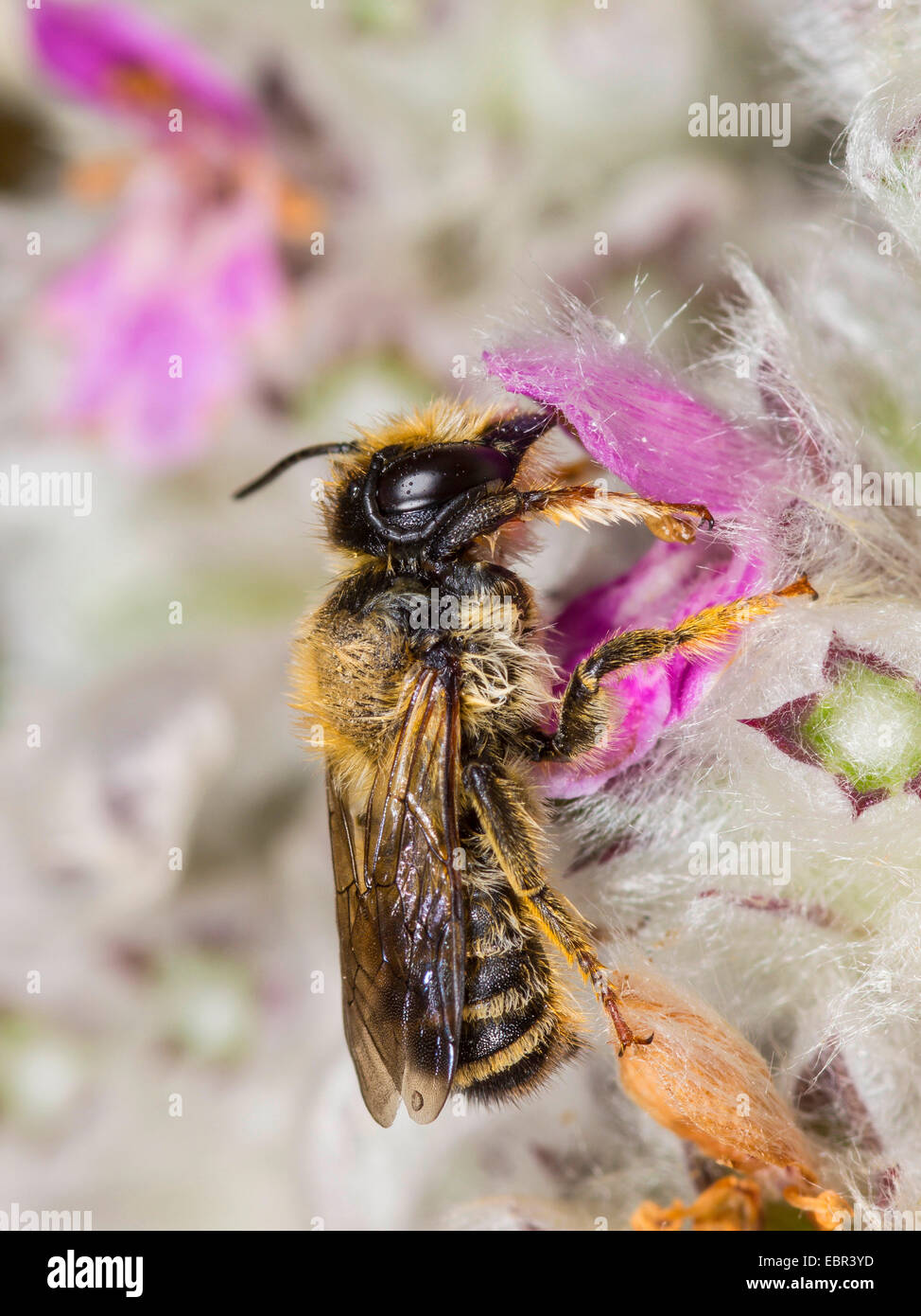 Leafcutter Bee (Megachile willughbiella), wet male on Stachys byzantina, Germany Stock Photo