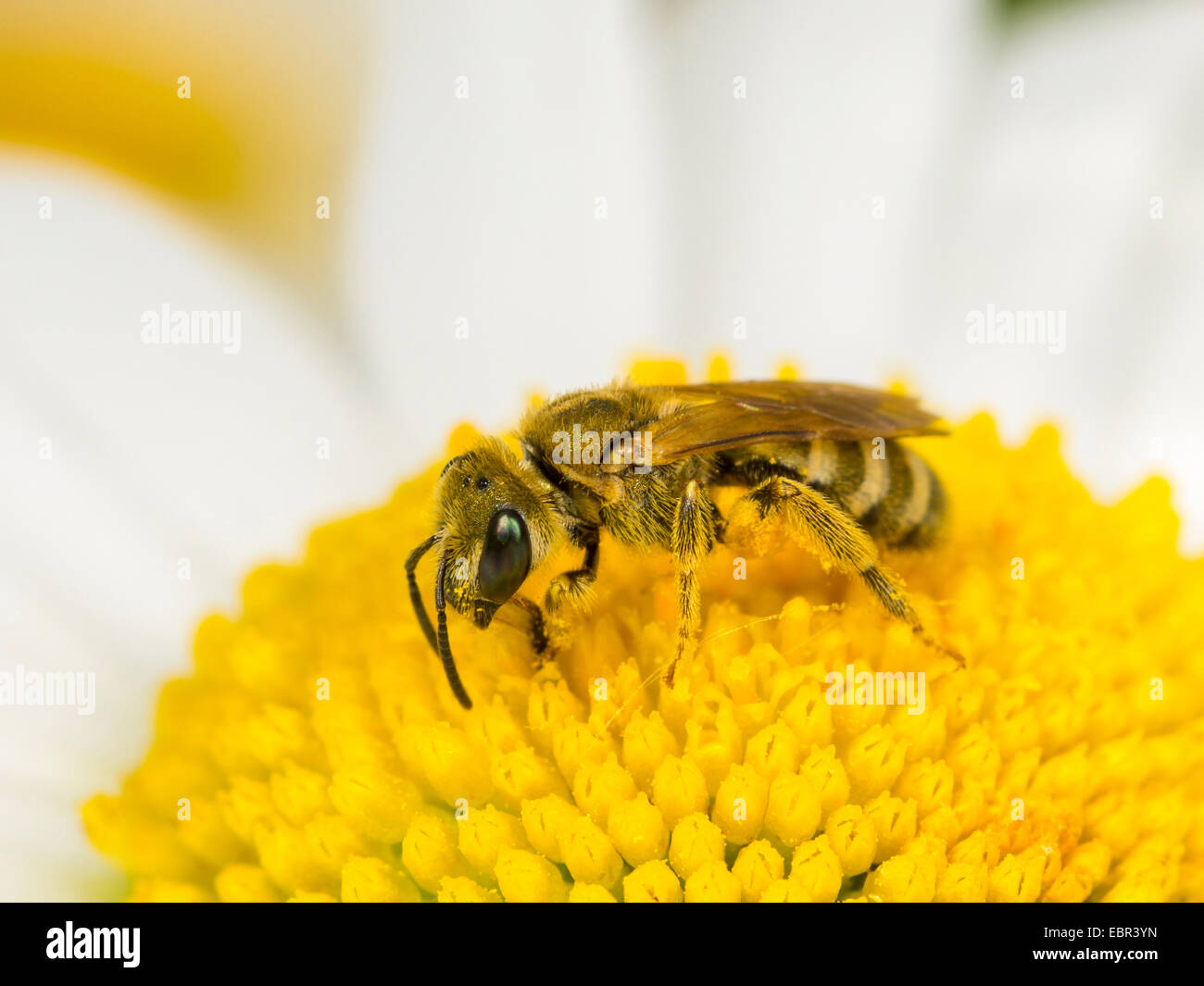 Sweat bee (Halictus confusus), female foraging foraging on oy-eye daisy (Leucanthemum vulgare), Germany Stock Photo