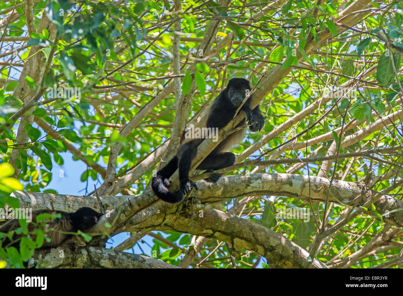 Mantled howler (Alouatta palliata), rests in tree top, Costa Rica, Manuel Antonio National Park Stock Photo
