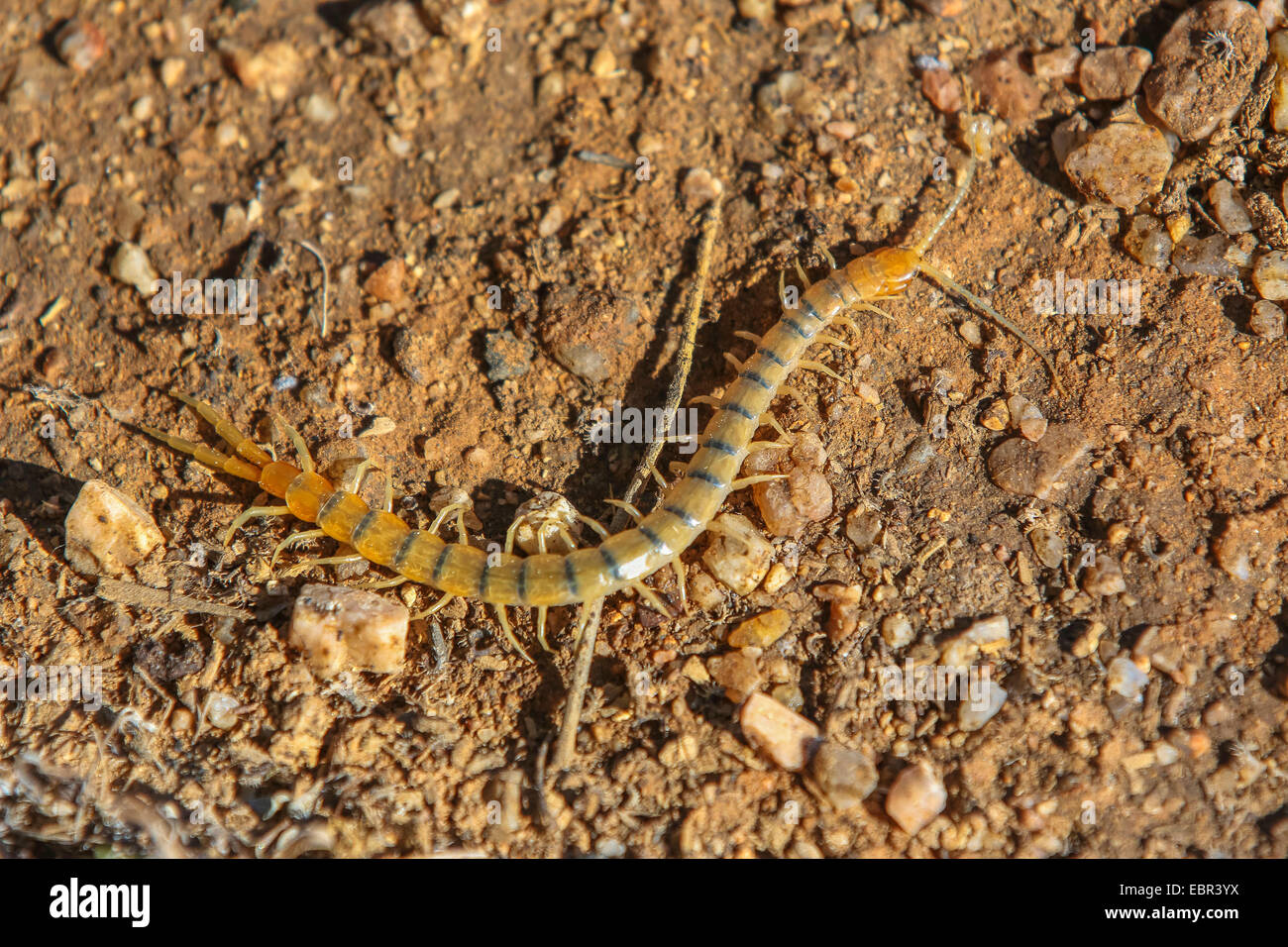 centipedes, chilopodians (Scolopendra heros arizonensis), on the ground, USA, Arizona, Phoenix Stock Photo