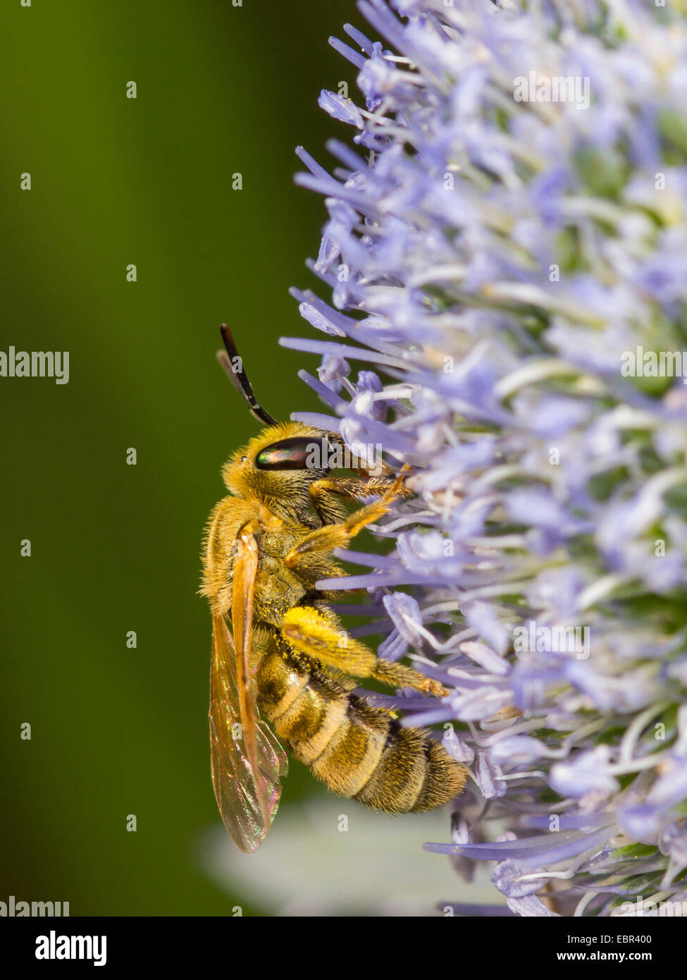 Sweat bee (Halictus subauratus), female foraging on eryngo (Eryngium planum), Germany Stock Photo