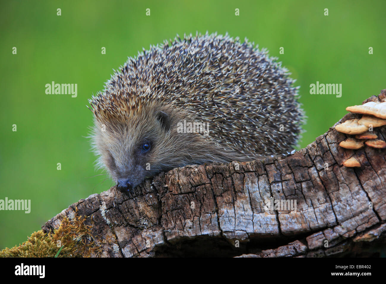 Western hedgehog, European hedgehog (Erinaceus europaeus), hedgehog on a dead trunk, Switzerland Stock Photo