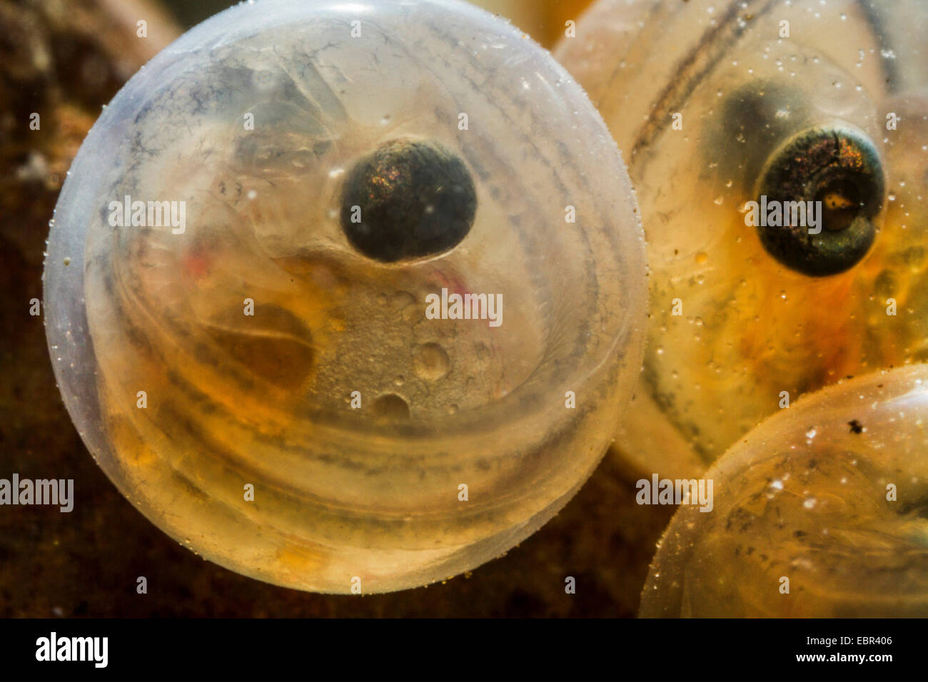 Fish eggs hatching hires stock photography and images Alamy