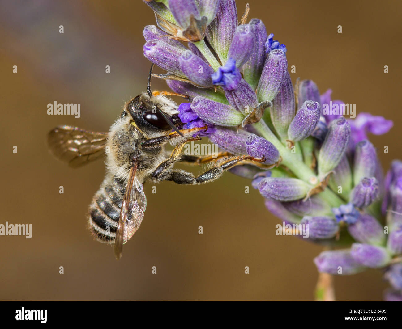 Leafcutter bee, Leafcutter-bee (Megachile ericetorum, Chalicodoma ericetorum, Pseudomegachile ericetorum), male foraging on English lavender (Lavandula angustifolia), Germany Stock Photo
