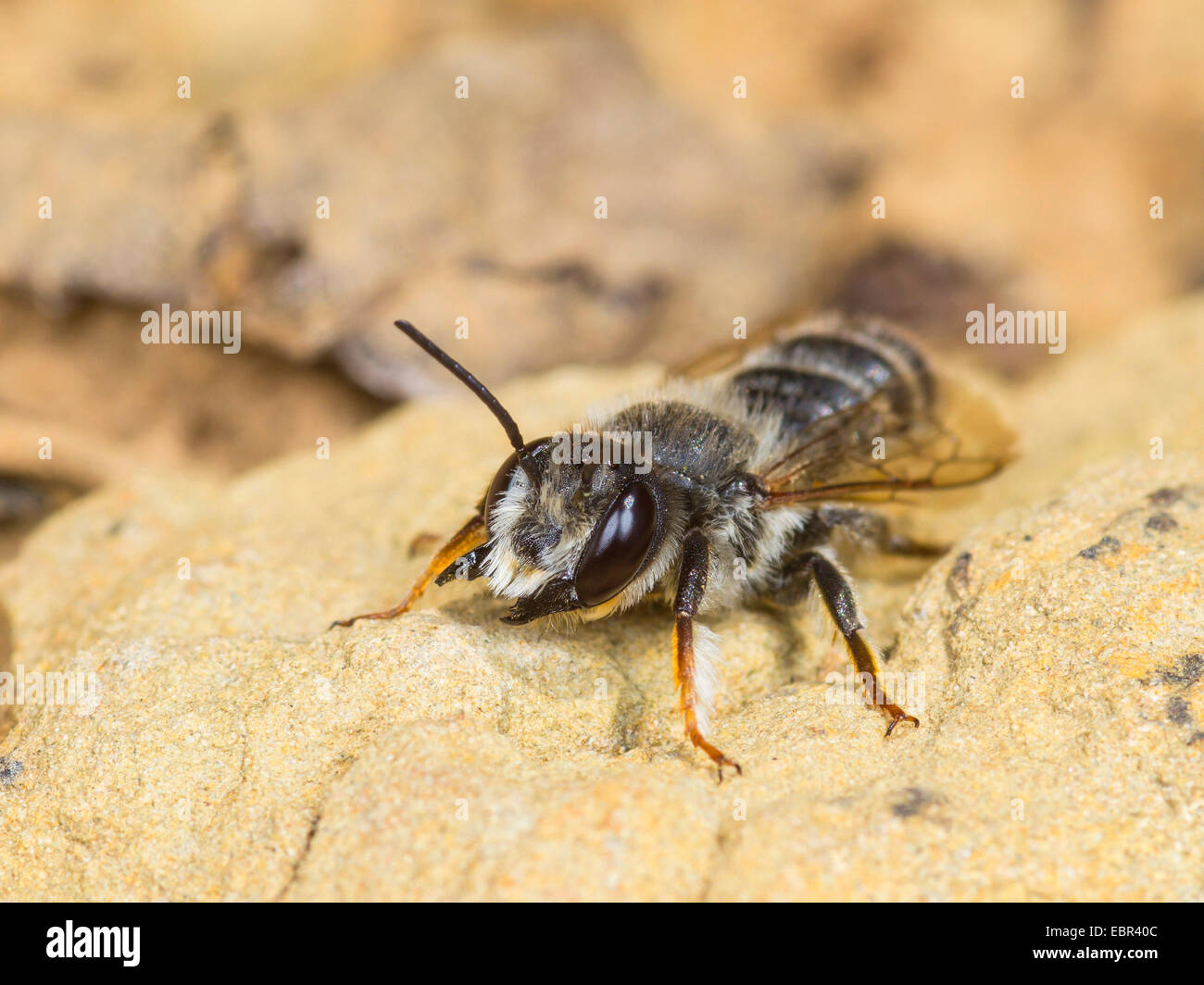 Leafcutter bee, Leafcutter-bee (Megachile ericetorum, Chalicodoma ericetorum, Pseudomegachile ericetorum), male sitting on a stone, Germany Stock Photo
