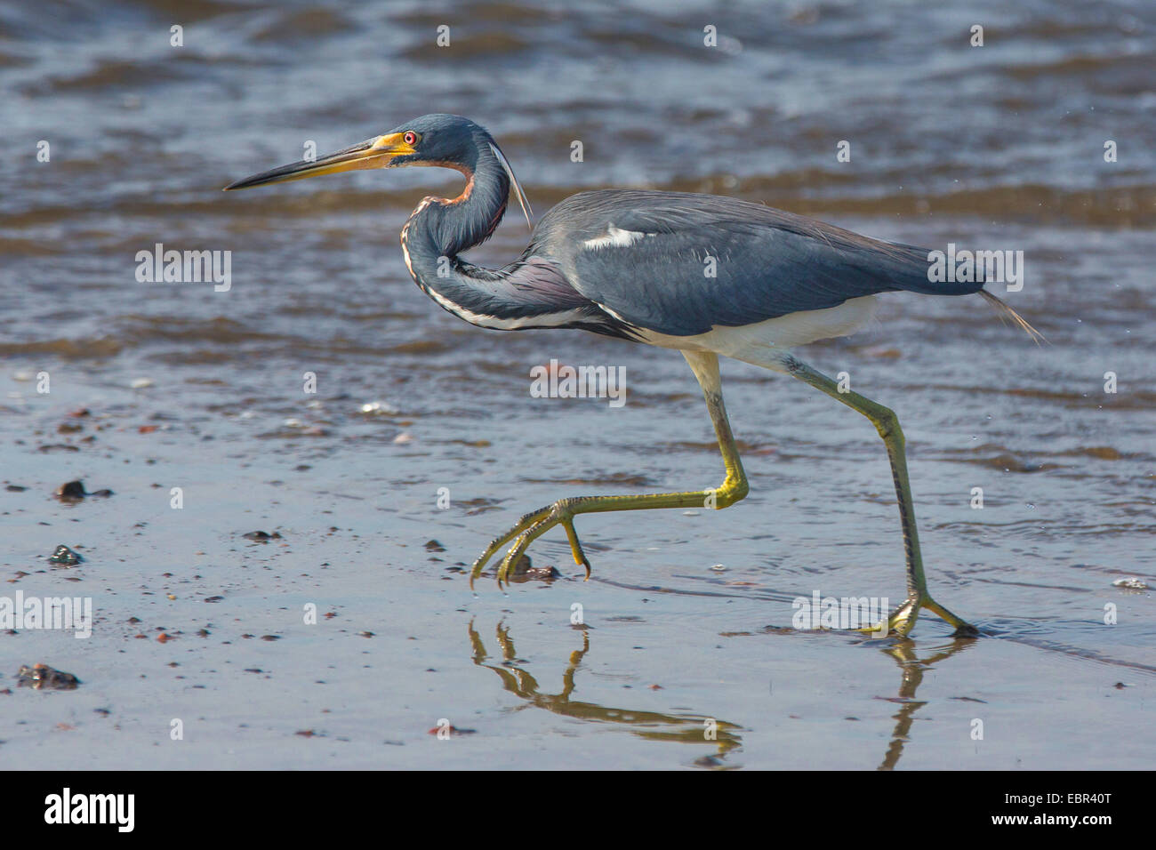 Louisiana Heron, Tricoloured Heron (Egretta tricolor), walking on the beach at ebb-tide, Costa Rica, Pazifikkueste Stock Photo