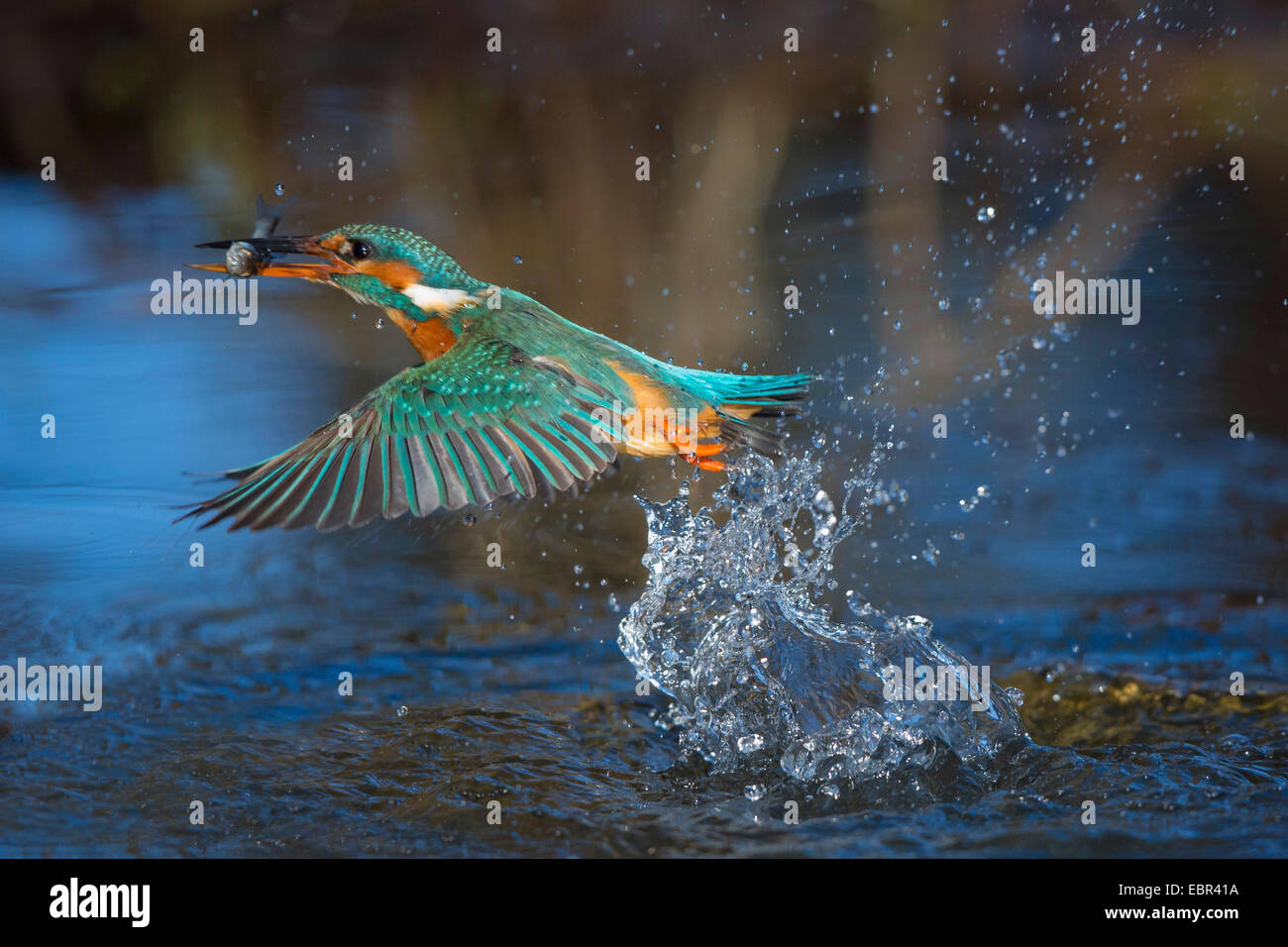 river kingfisher (Alcedo atthis), flying off the watersurface with a caught dace, Germany, Bavaria, Isental Stock Photo