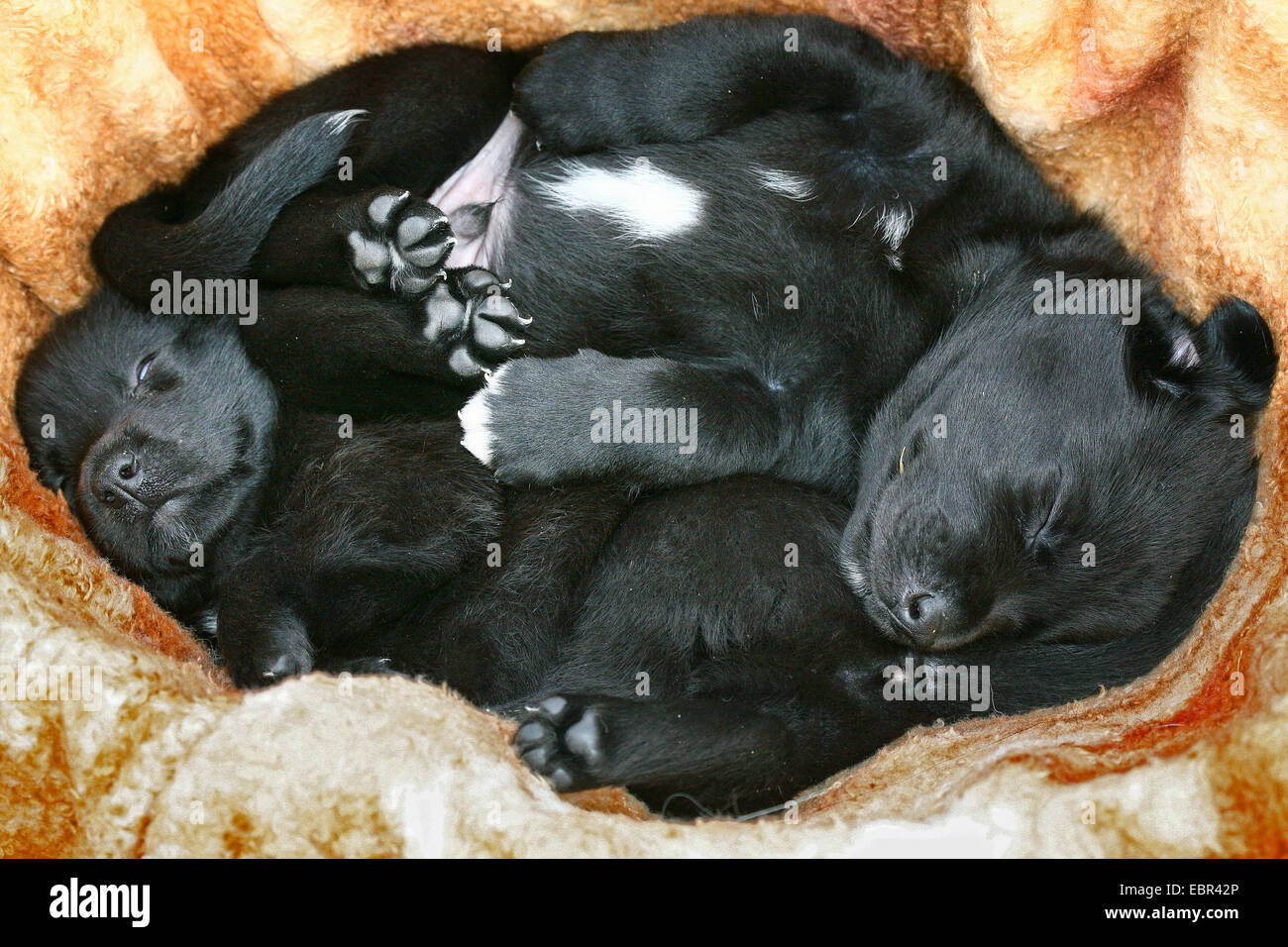Labrador Retriever (Canis lupus f. familiaris), two dog puppies sleeping in a basket, Germany Stock Photo