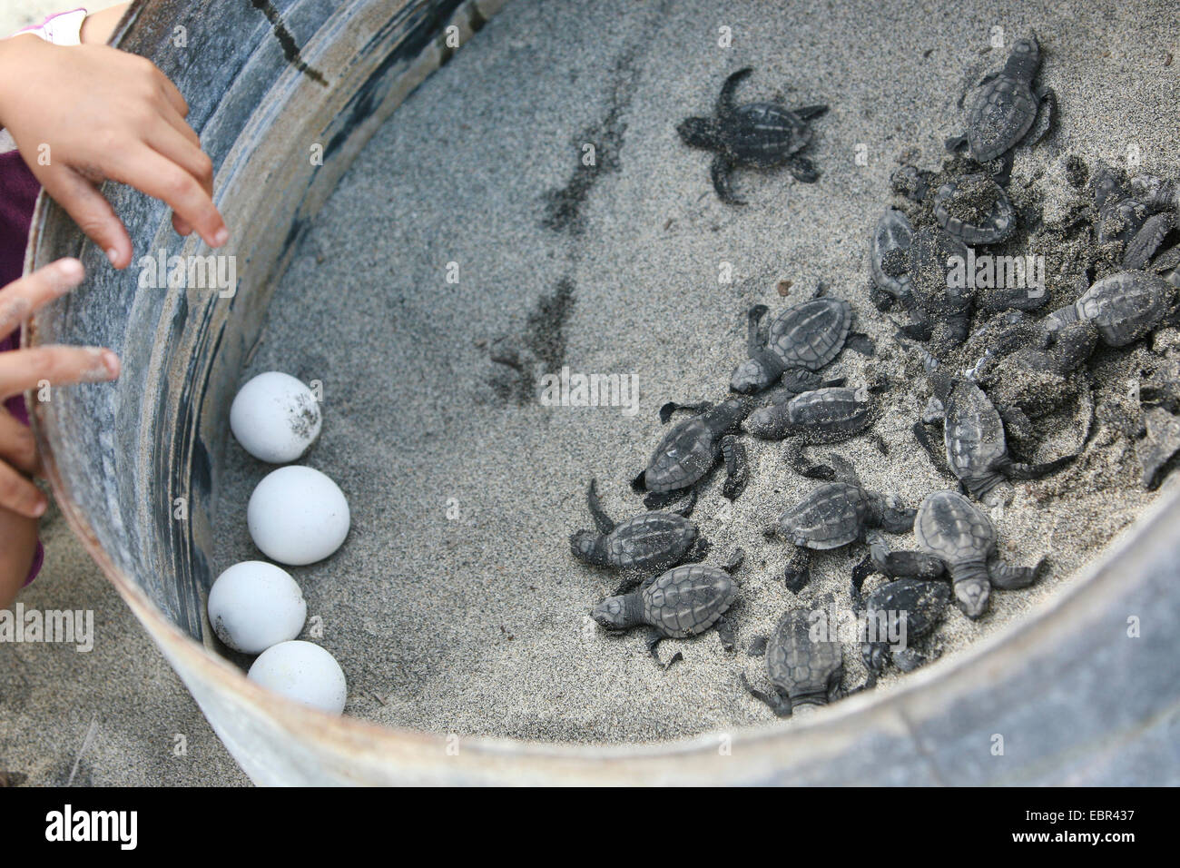 Turtle Meat Stock Photos & Turtle Meat Stock Images - Alamy