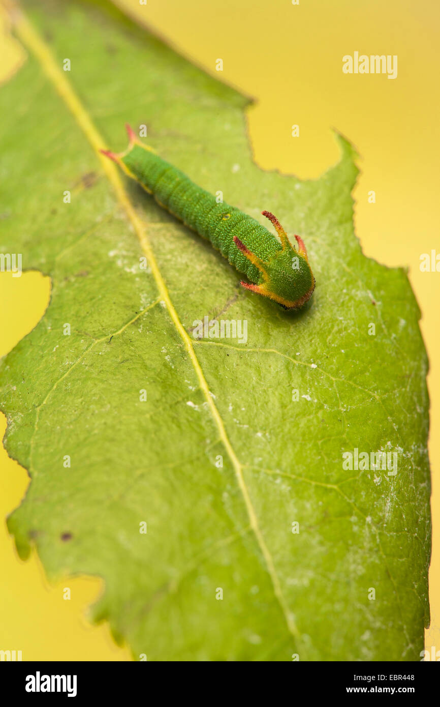 two-tailed pasha (Charaxes jasius), caterpillar on a leaf Stock Photo