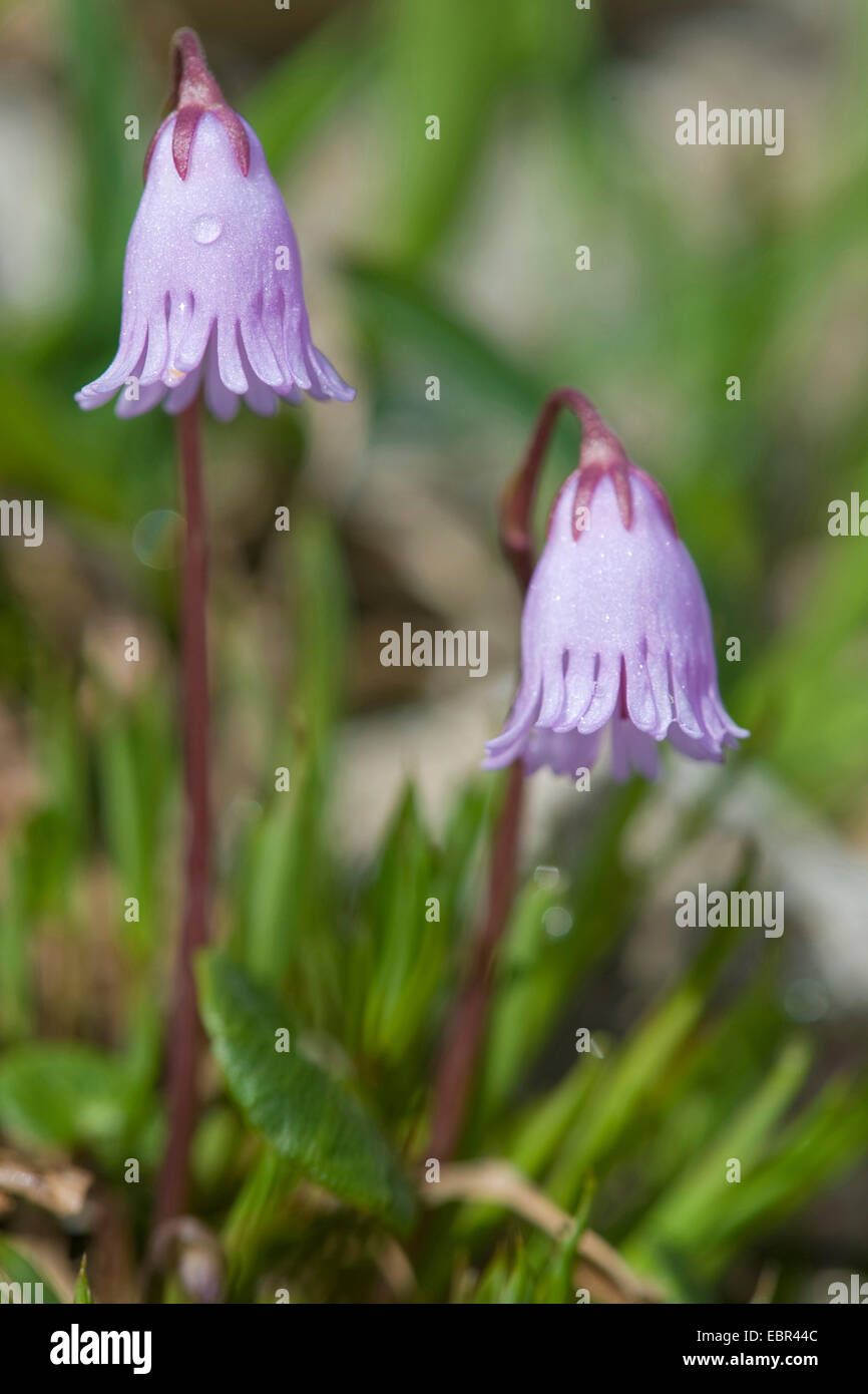 Moonwort (Soldanella pusilla), blooming, Switzerland Stock Photo