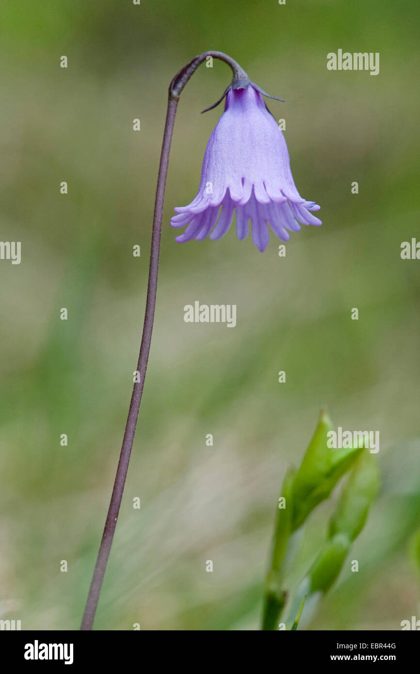 Moonwort (Soldanella pusilla), blooming, Switzerland Stock Photo