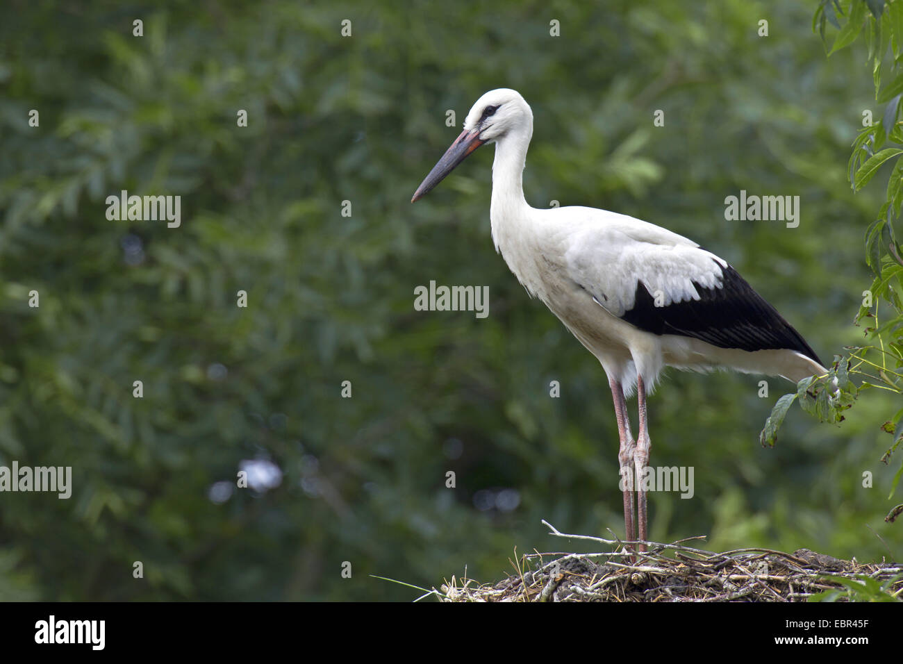 white stork (Ciconia ciconia), squab in its nest, Germany, Schleswig-Holstein, Naturschutzgebiet Eider-Treene-Sorge Stock Photo