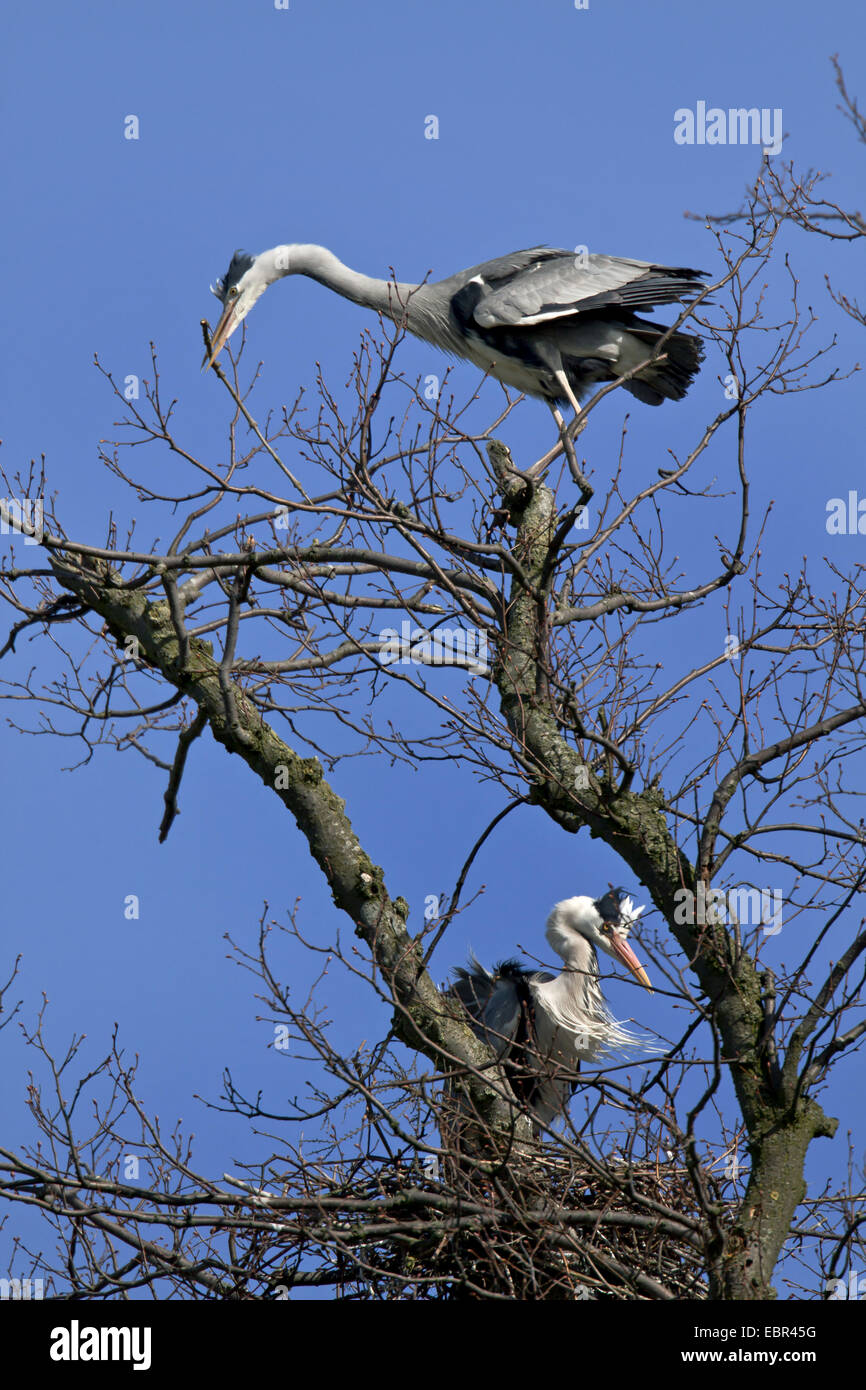 grey heron (Ardea cinerea), in their nest on a tree, Germany, Schleswig-Holstein Stock Photo
