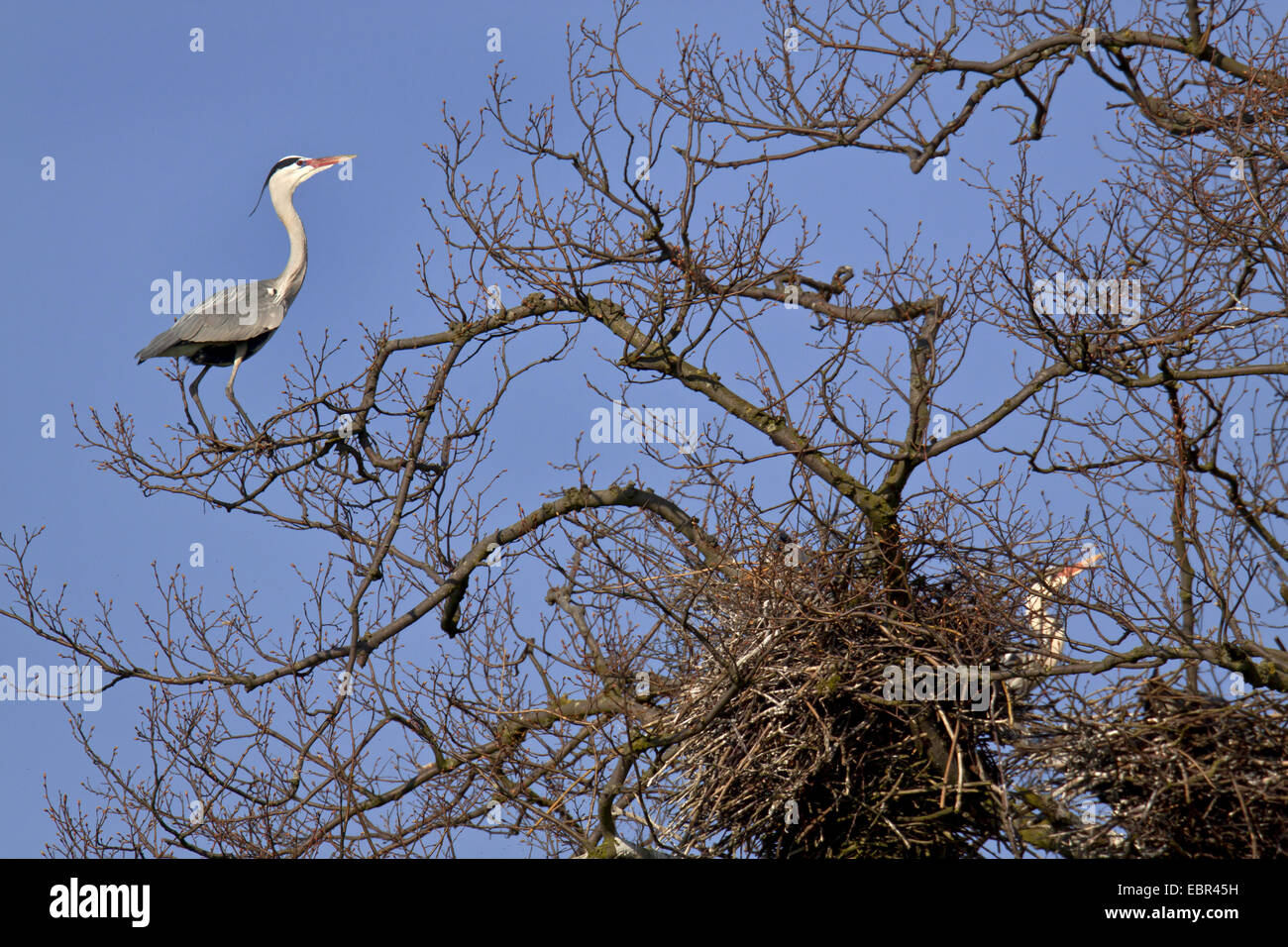 grey heron (Ardea cinerea), in their nest on a tree, Germany, Schleswig-Holstein Stock Photo