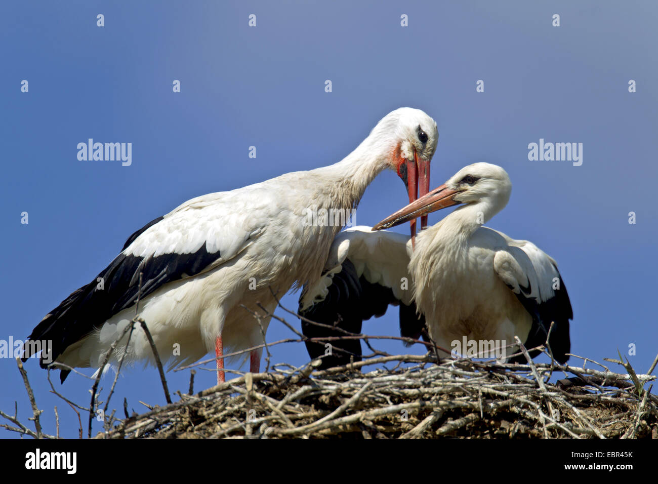 white stork (Ciconia ciconia), adult with squab in the nest, Germany, Schleswig-Holstein, Naturschutzgebiet Eider-Treene-Sorge Stock Photo