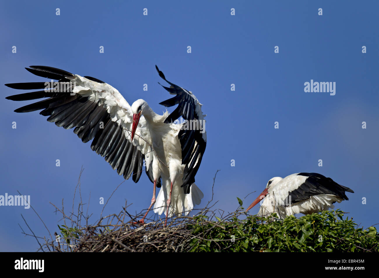 white stork (Ciconia ciconia), landing on his nest, Germany, Schleswig-Holstein, Naturschutzgebiet Eider-Treene-Sorge Stock Photo