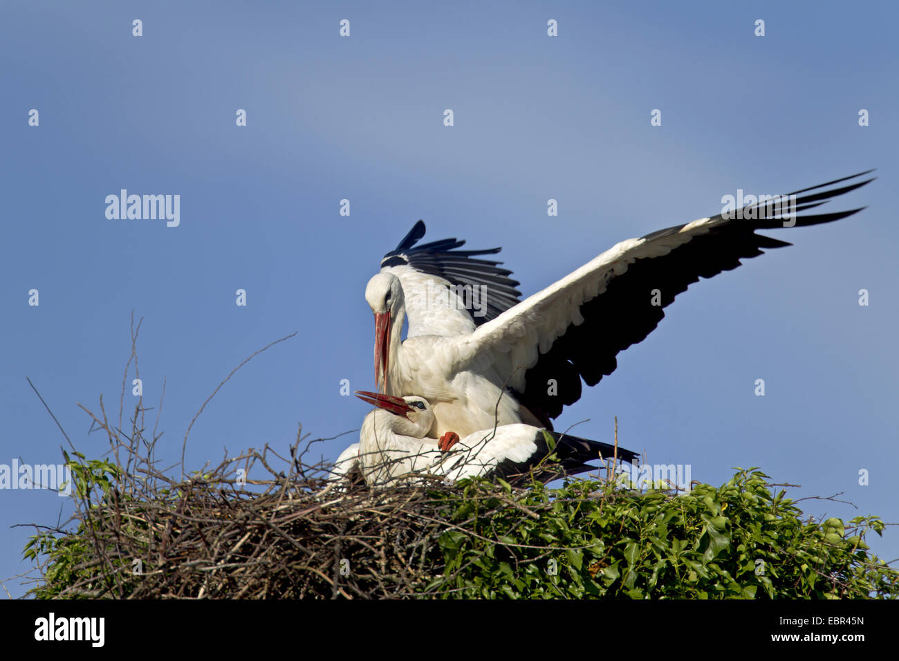 white stork (Ciconia ciconia), copulation, Germany, Schleswig-Holstein, Naturschutzgebiet Eider-Treene-Sorge Stock Photo