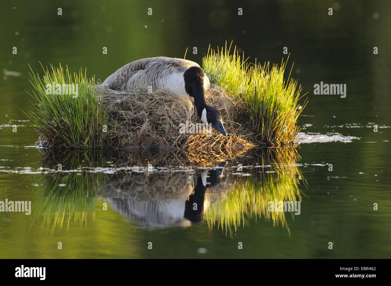 Canada goose (Branta canadensis), sitting in the nest among hassocks on a lake, Germany, Lower Saxony, Vechta, , Germany Stock Photo