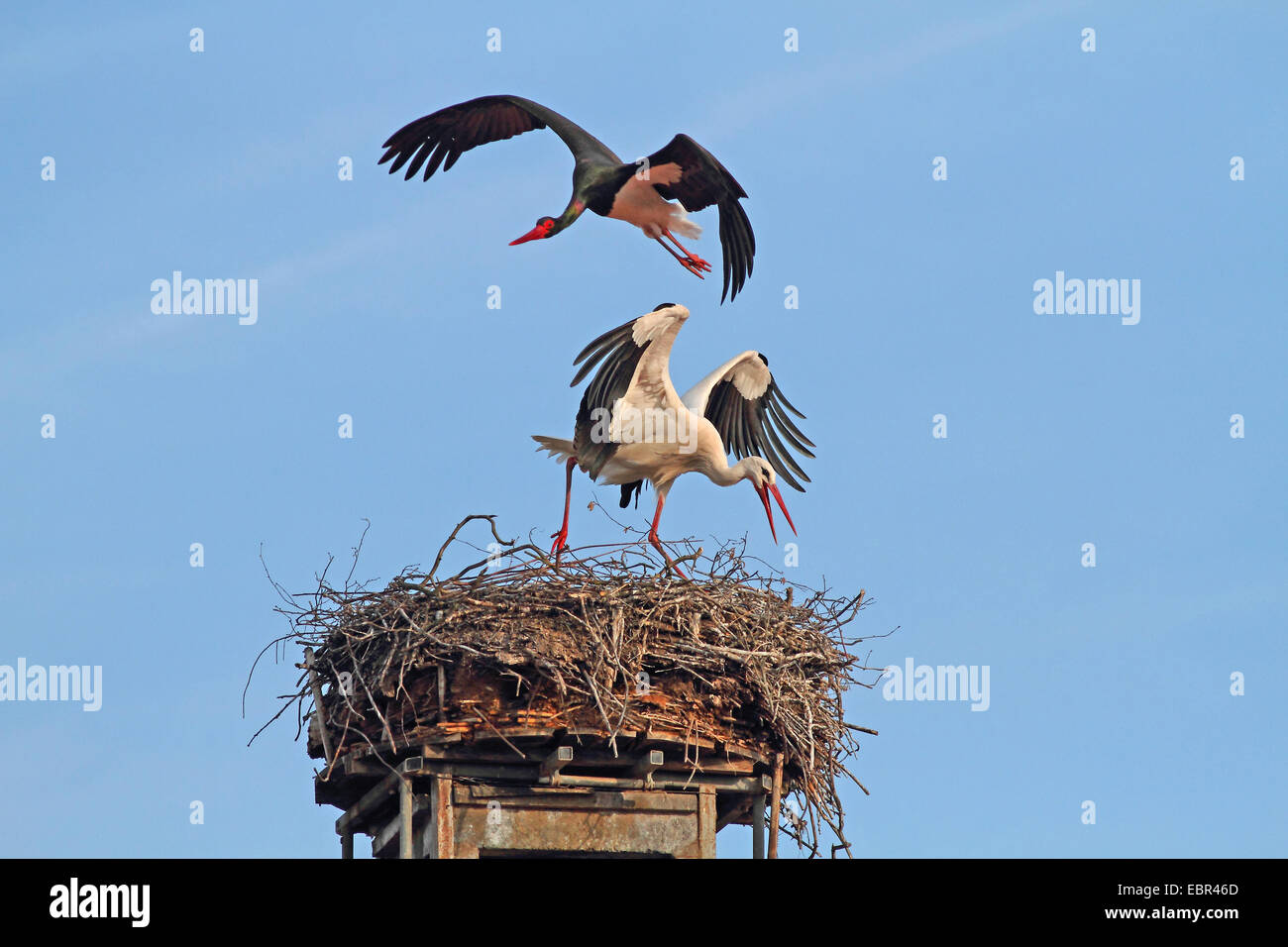 black stork (Ciconia nigra), attacking white stork, Germany Stock Photo
