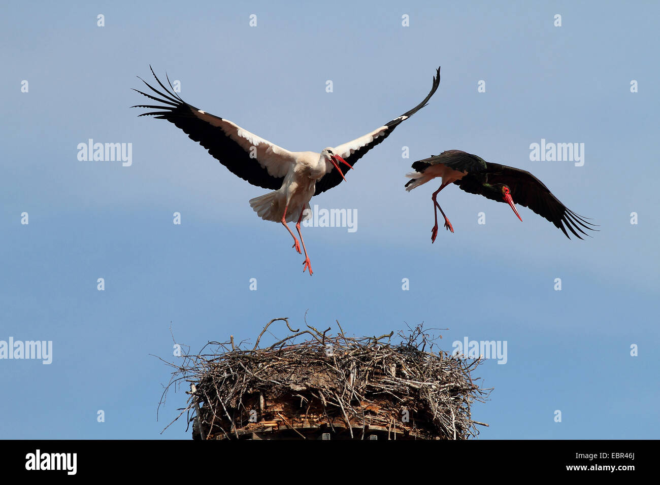black stork (Ciconia nigra), attacking white stork, Germany Stock Photo