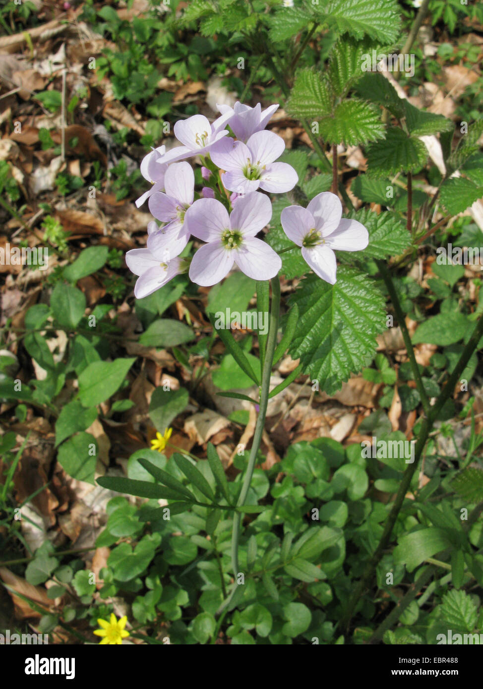 Cardamine nemorosa hi-res stock photography and images - Alamy