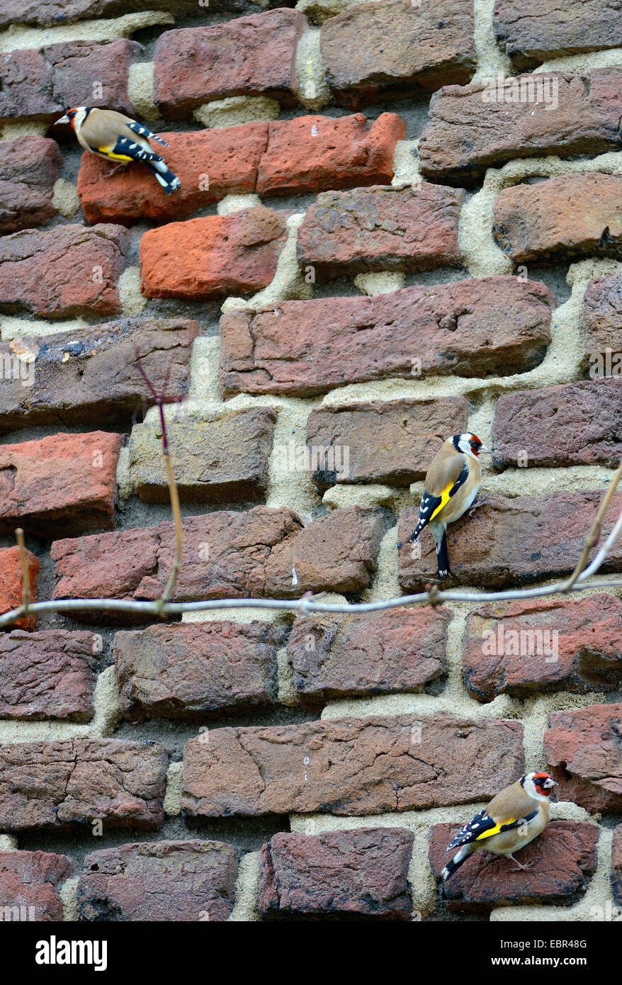 Eurasian goldfinch (Carduelis carduelis), picking minerals from the cement of an old brick wall, Germany Stock Photo