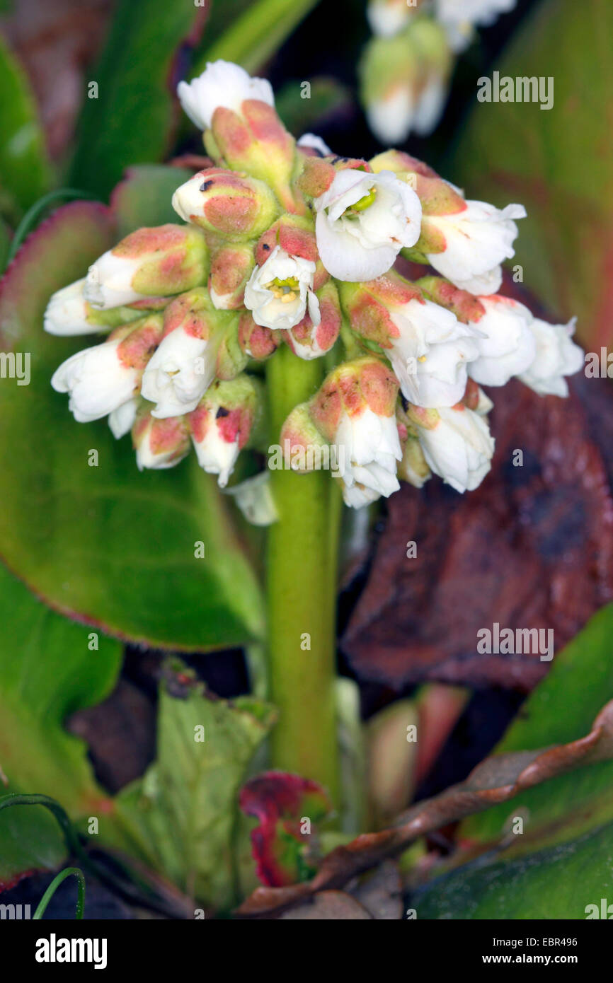 Bergenia Bergenia Ciliata Bergenia Ciliata Ligulata Inflorescence Stock Photo Alamy