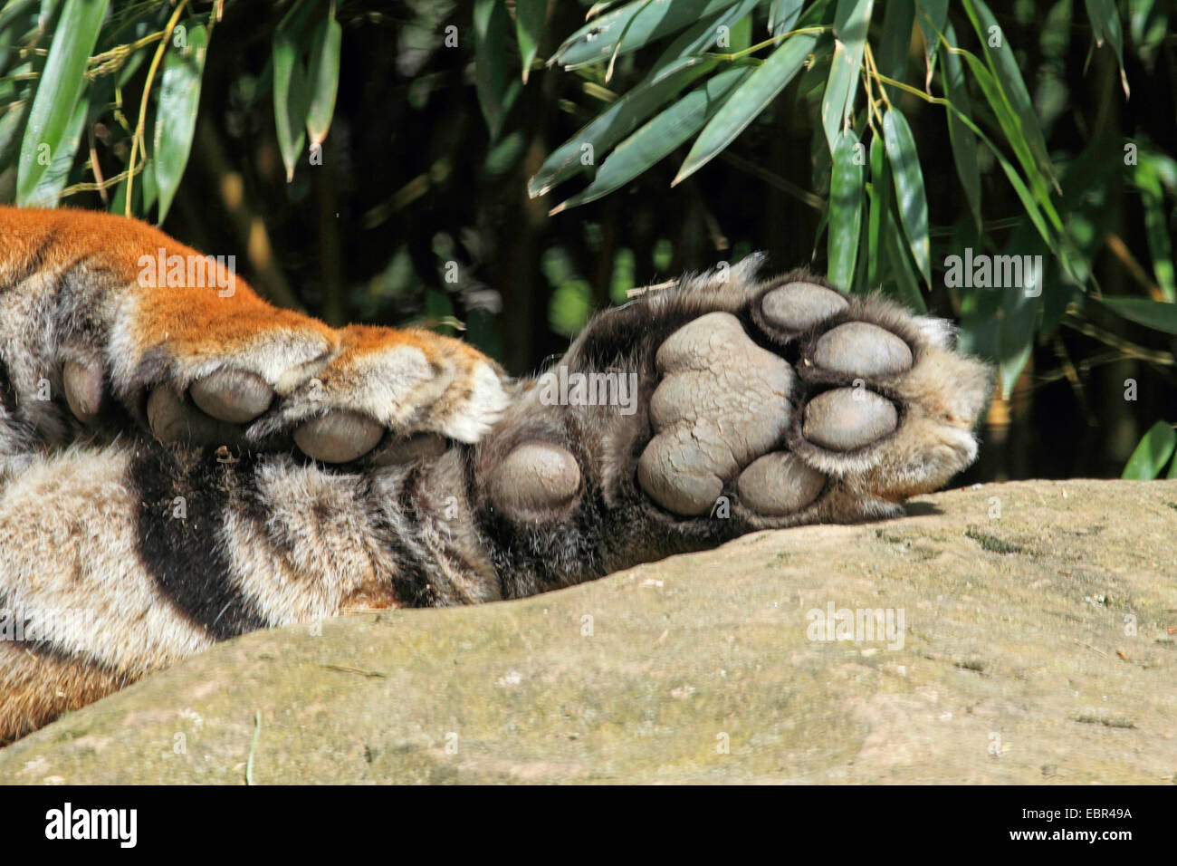 Sumatran tiger (Panthera tigris sumatrae), two paws of a lying tiger Stock Photo