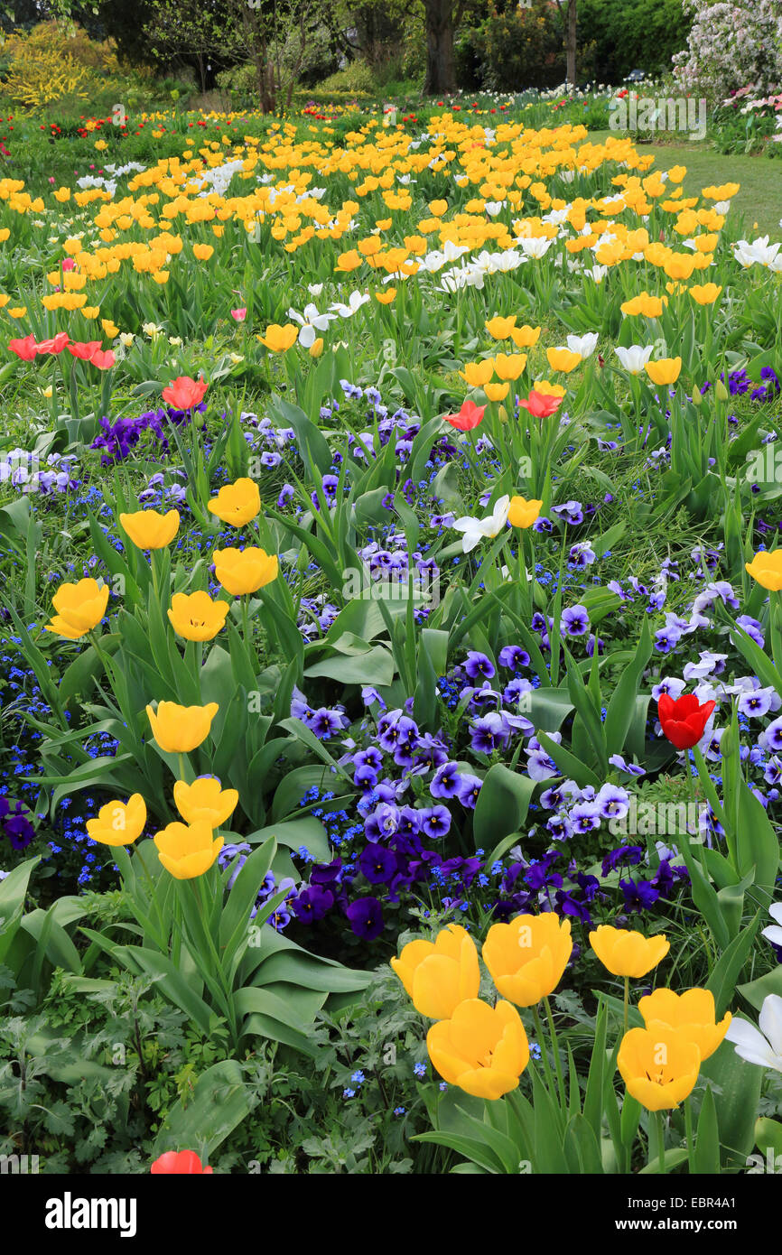 common garden tulip (Tulipa spec.), flower bed in spring with tulips and pansies, Germany Stock Photo