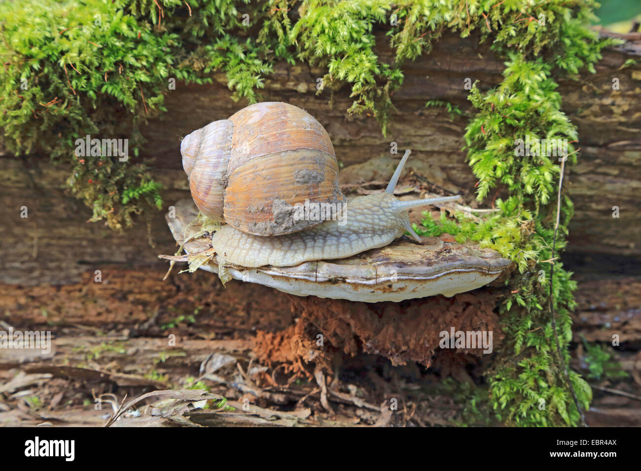 Roman snail, escargot, escargot snail, edible snail, apple snail, grapevine snail, vineyard snail, vine snail (Helix pomatia), on a bracket fungi, Germany Stock Photo