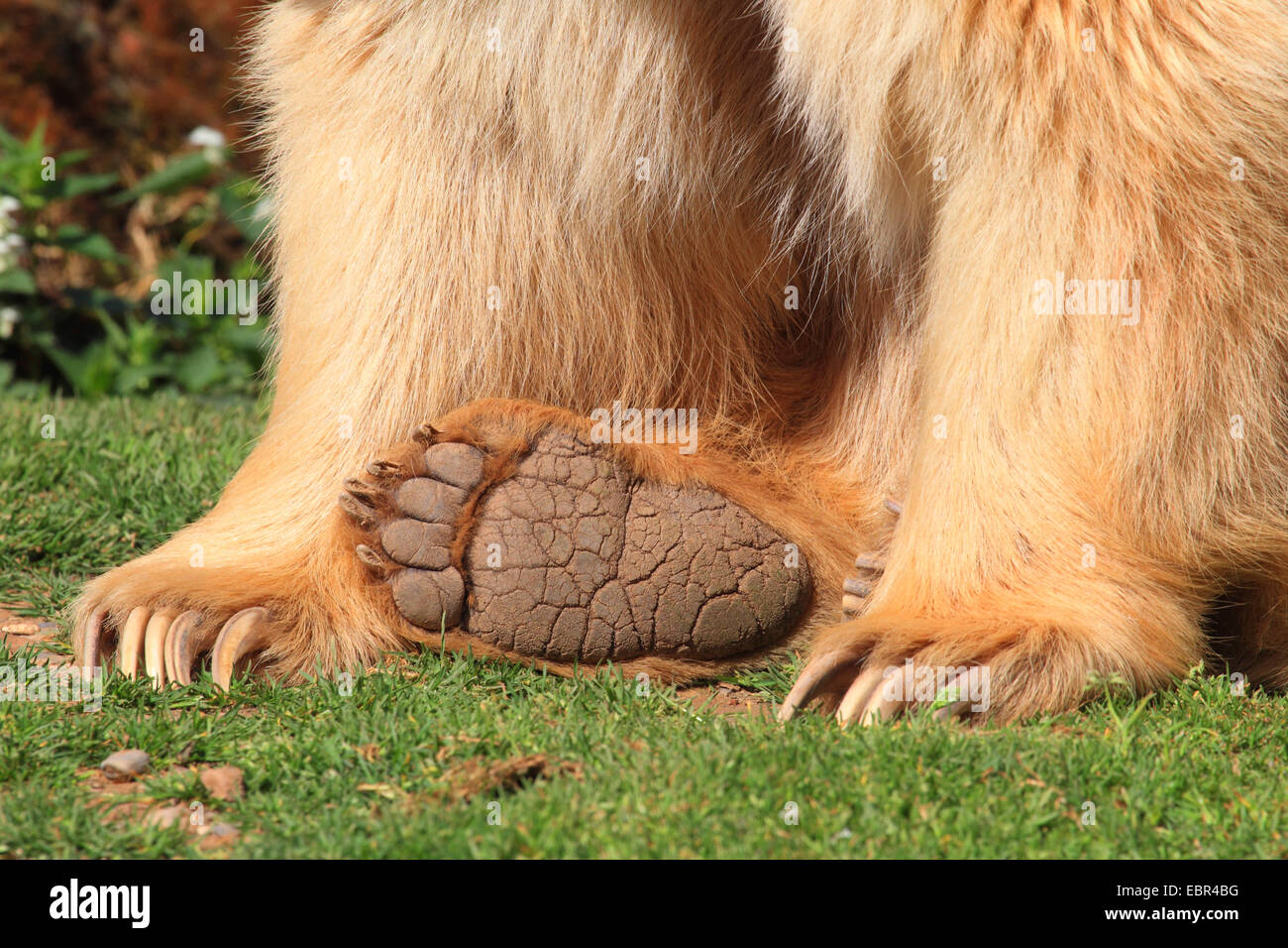 Syrian brown bear (Ursus arctos syriacus), paws of a bear Stock Photo