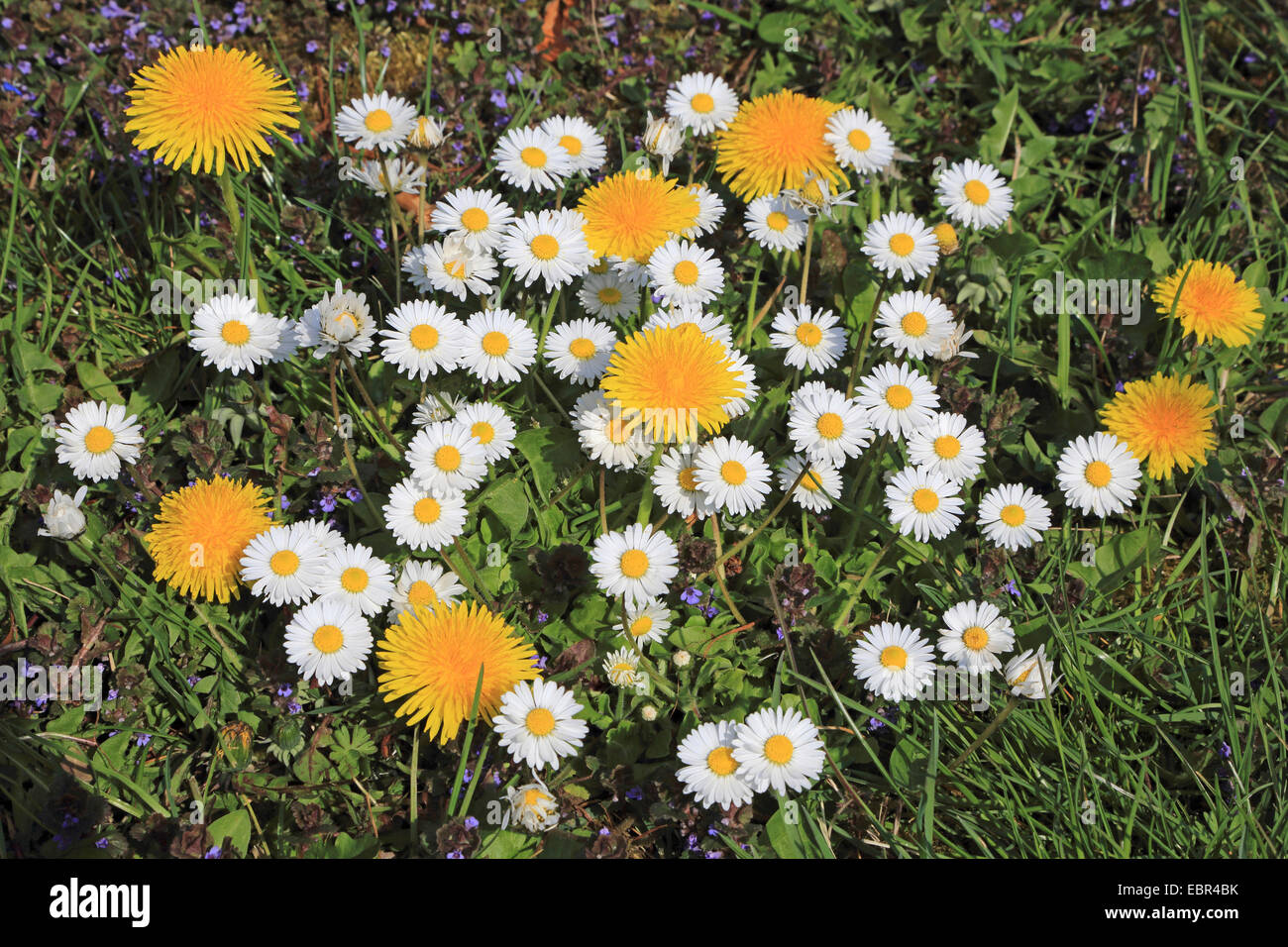common daisy, lawn daisy, English daisy (Bellis perennis), lawn daisies with dandelions and ground ivies, Germany Stock Photo