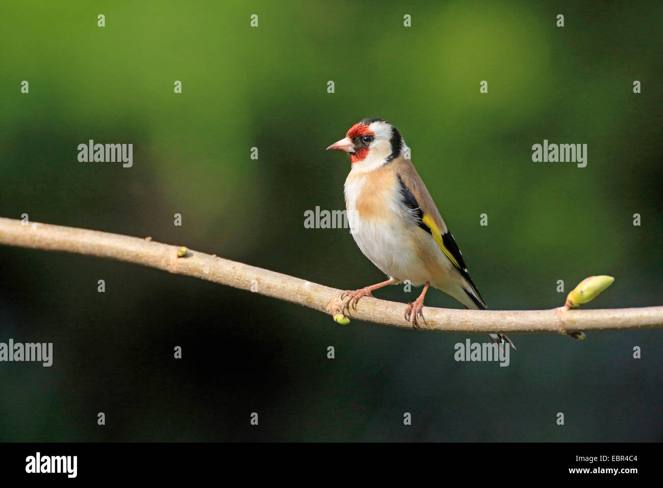 Eurasian goldfinch (Carduelis carduelis), sitting on a branch in spring, Germany Stock Photo
