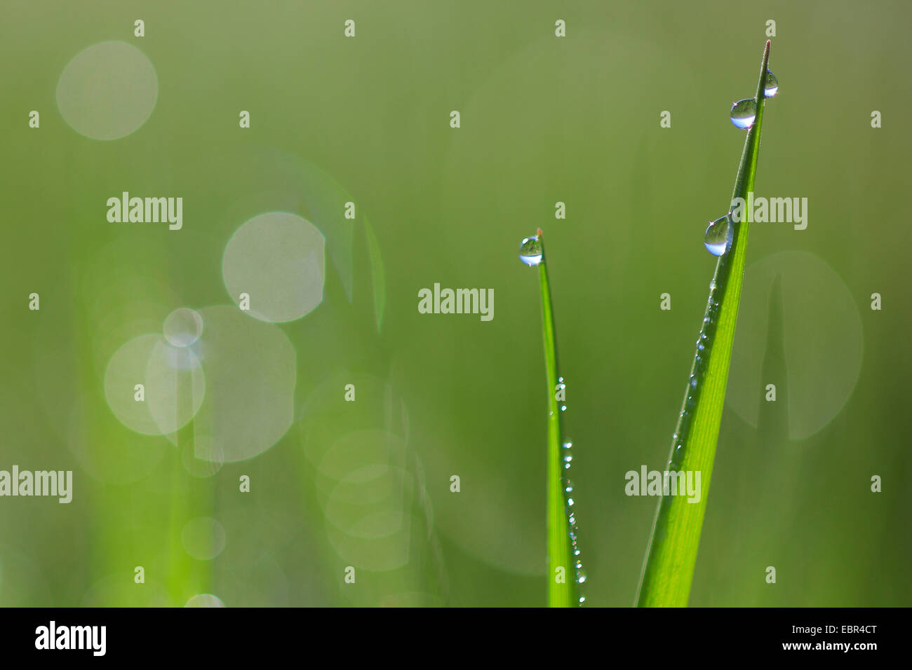 blades of grass with dewdrops, Switzerland Stock Photo