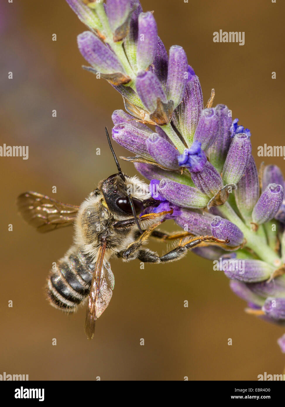 Leafcutter bee, Leafcutter-bee (Megachile ericetorum, Chalicodoma ericetorum, Pseudomegachile ericetorum), male foraging on English lavender (Lavandula angustifolia), Germany Stock Photo