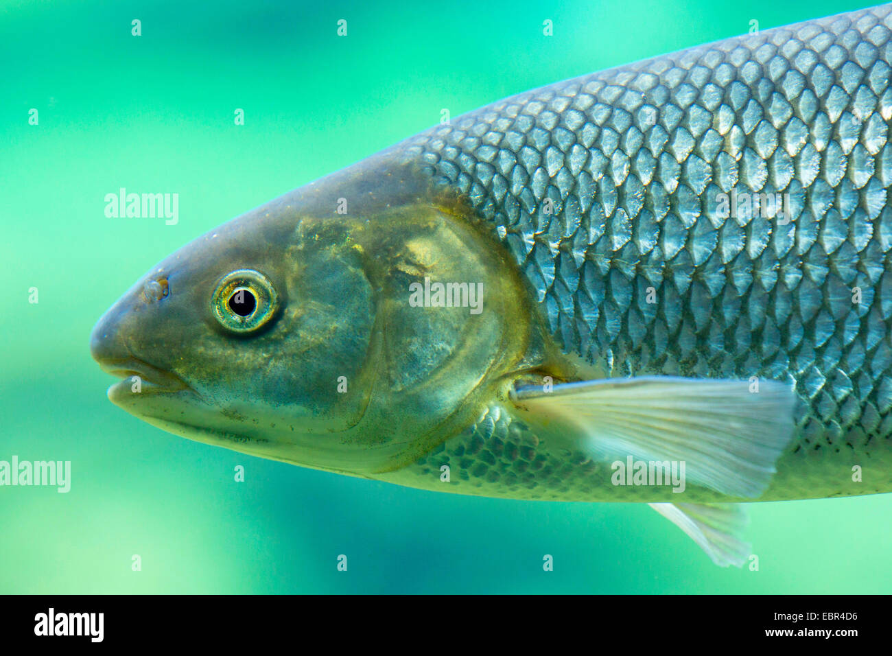 kutum, black sea roach (Rutilus frisii meidingeri), female, portrait Stock Photo