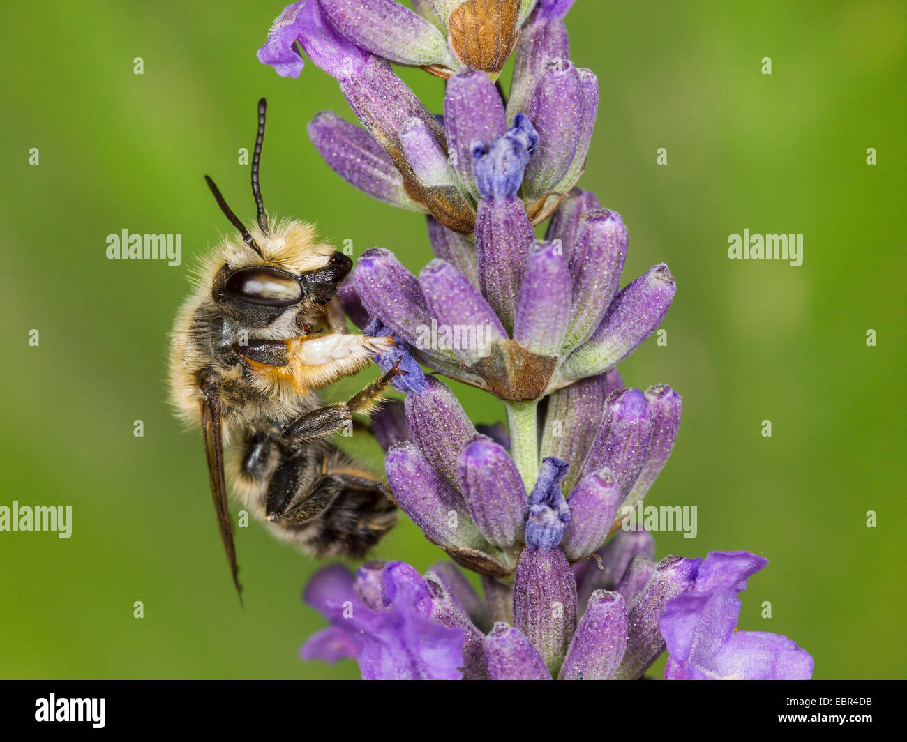 Leafcutter Bee (Megachile willughbiella), male on English lavender flower (Lavandula angustifolia), Germany Stock Photo