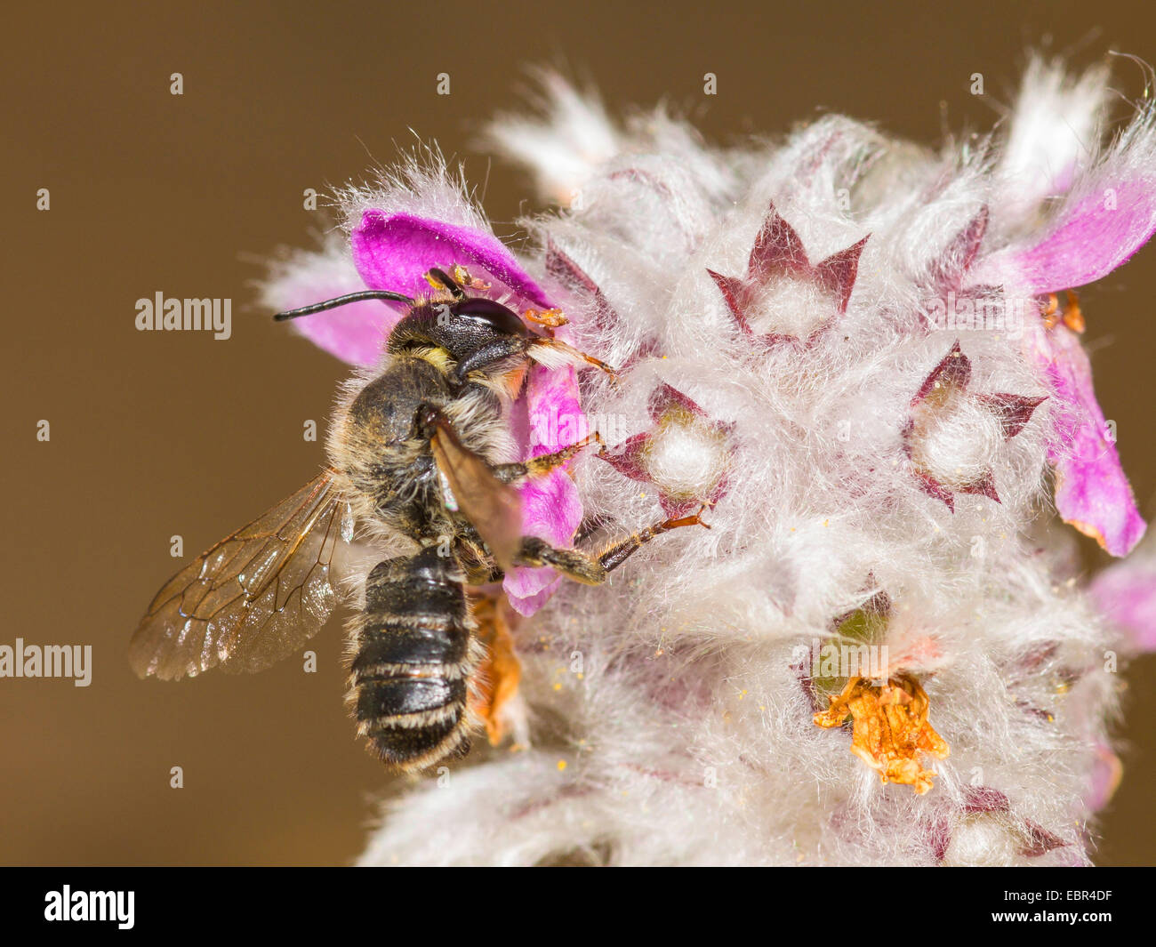 Leafcutter bee, Leafcutter-bee (Megachile ericetorum, Chalicodoma ericetorum, Pseudomegachile ericetorum), male foraging on Stachys byzantina, Germany Stock Photo