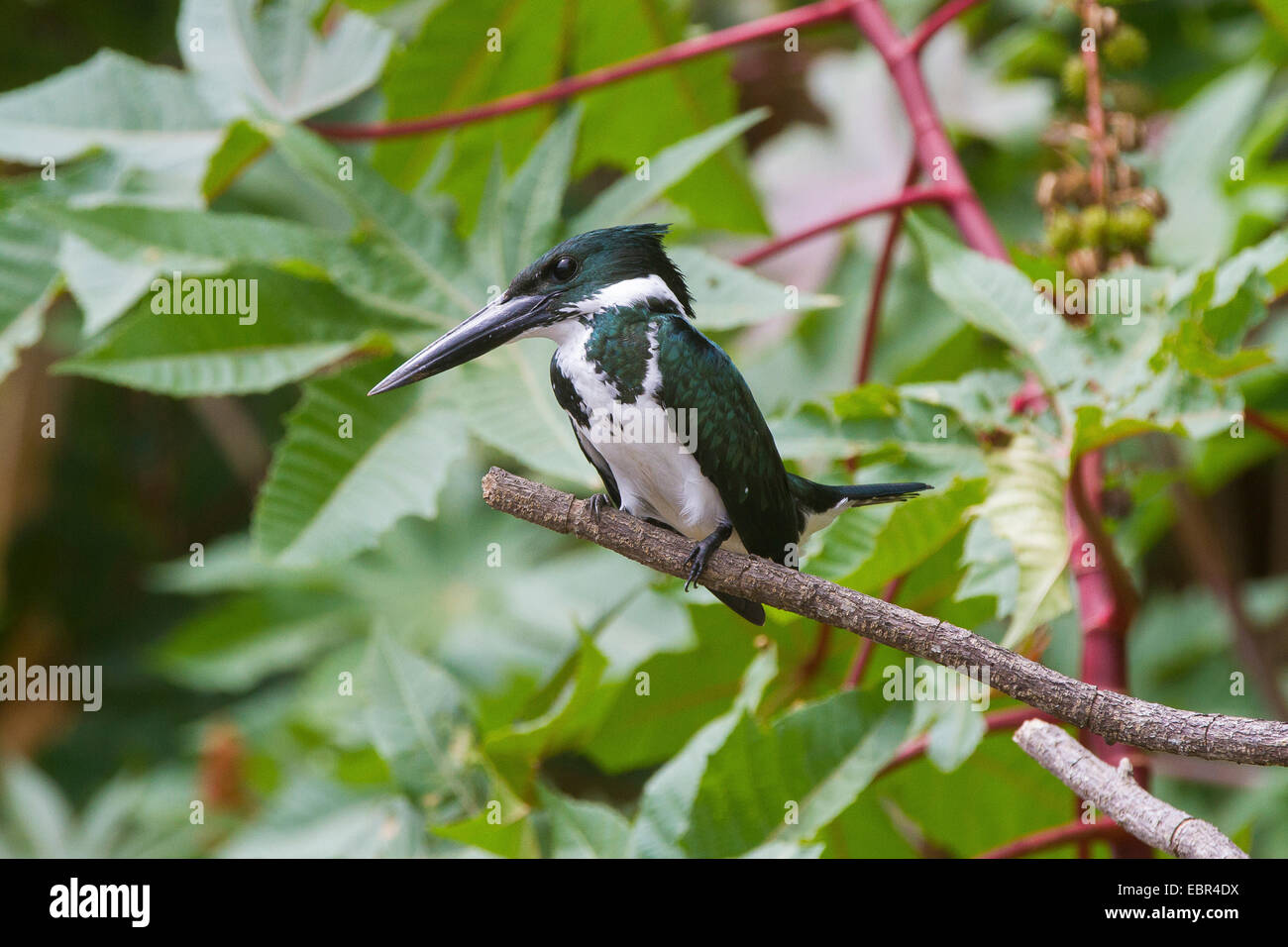 green kingfisher (Chloroceryle americana), on lookout, Costa Rica, Rio Tarcoles Stock Photo