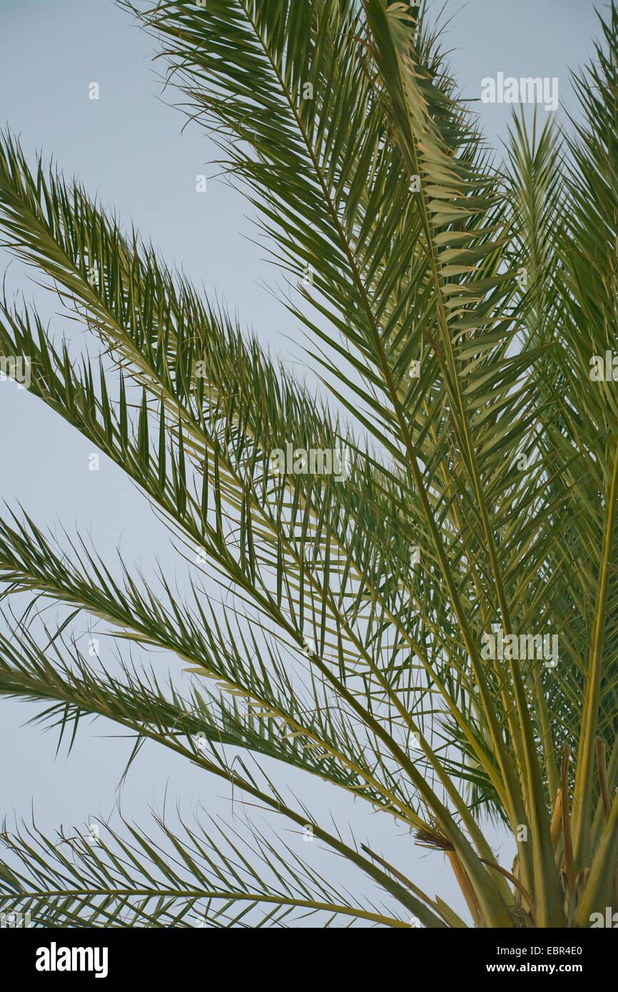 Palm branches closeup. Mallorca, Balearic islands, Spain Stock Photo
