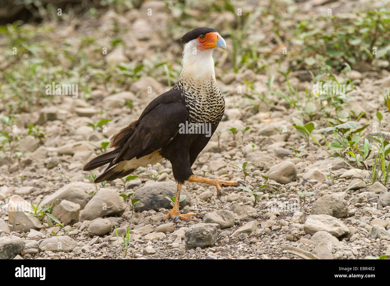 Northern Crested Caracara (Caracara cheriway), walking on river shingles at the riverside, Costa Rica, Rio Tarcoles Stock Photo