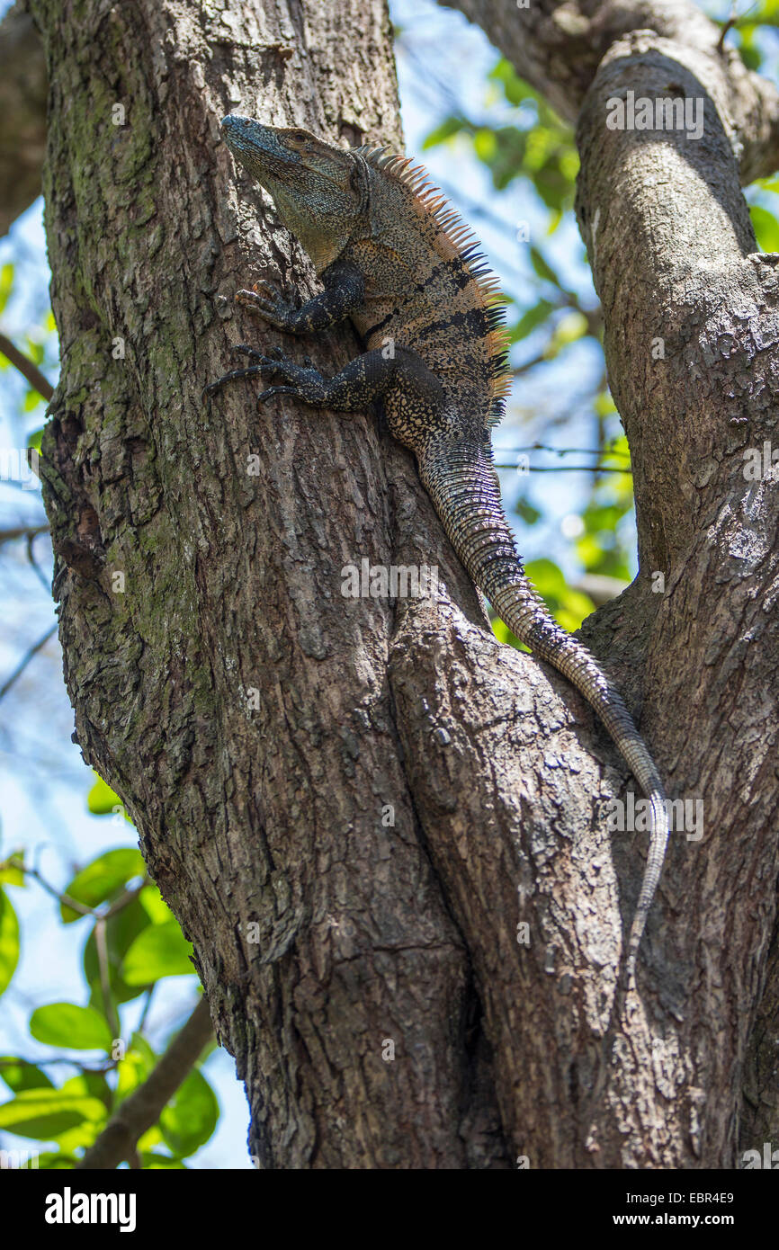 green iguana, common iguana (Iguana iguana), large male climbs on a tree, Costa Rica Stock Photo