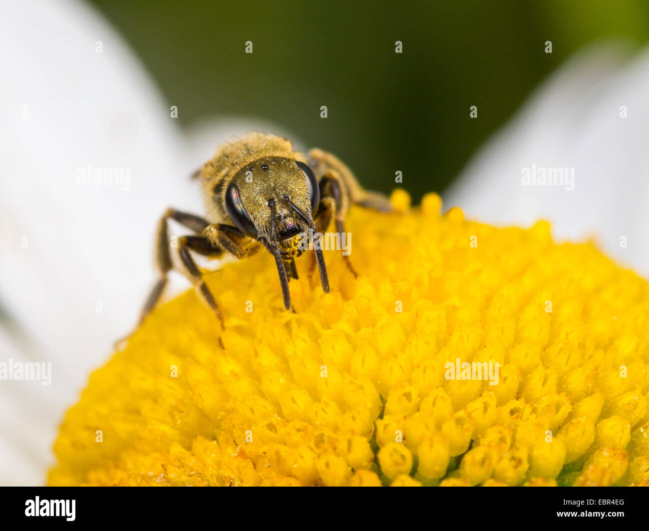 Sweat bee (Halictus confusus), female foraging foraging on oy-eye daisy (Leucanthemum vulgare), Germany Stock Photo