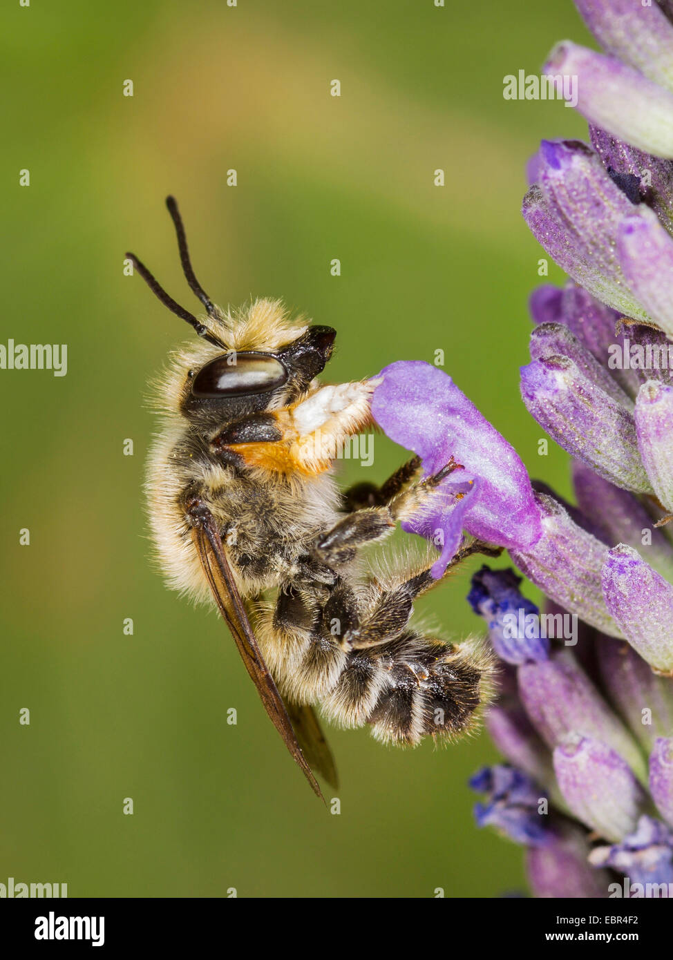 Leafcutter Bee (Megachile willughbiella), male on English lavender flower (Lavandula angustifolia), Germany Stock Photo