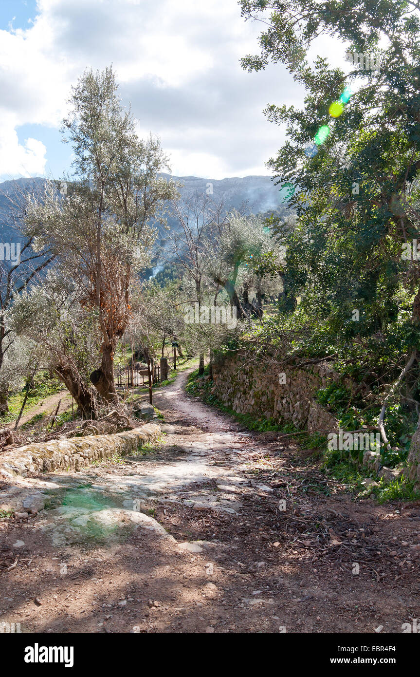 Walking path in rural landscape and mountain smoke outside Soller, Mallorca, Balearic islands, Spain Stock Photo