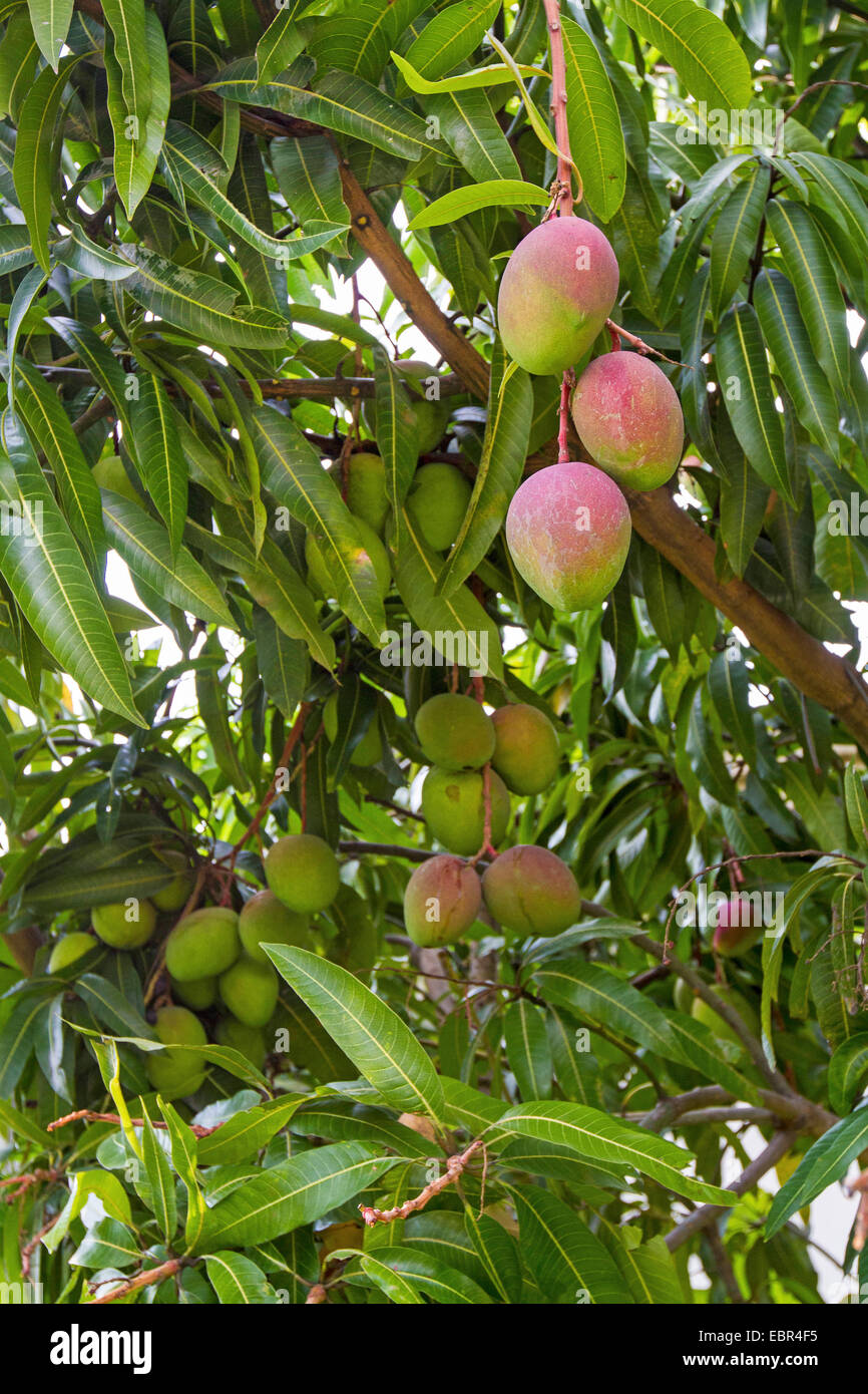 mango tree (Mangifera indica), fruits on the tree Stock Photo